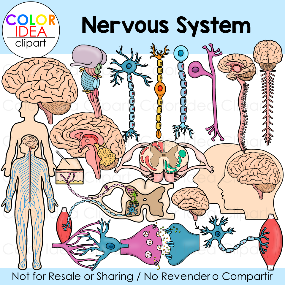 Nervous System Coloring Page Free Printable Coloring Pages