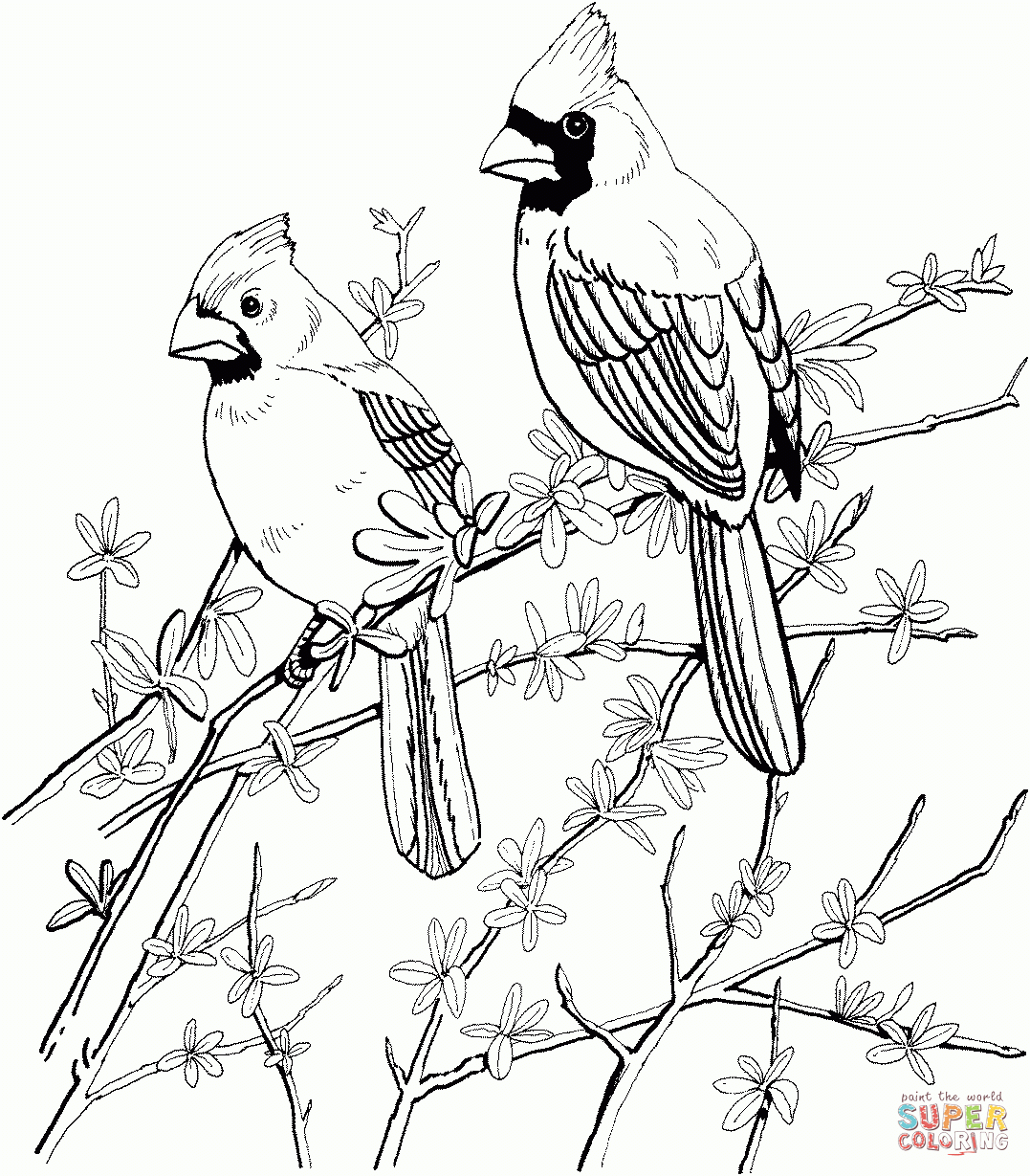 Coloring Pages Cardinal Bird Printable
