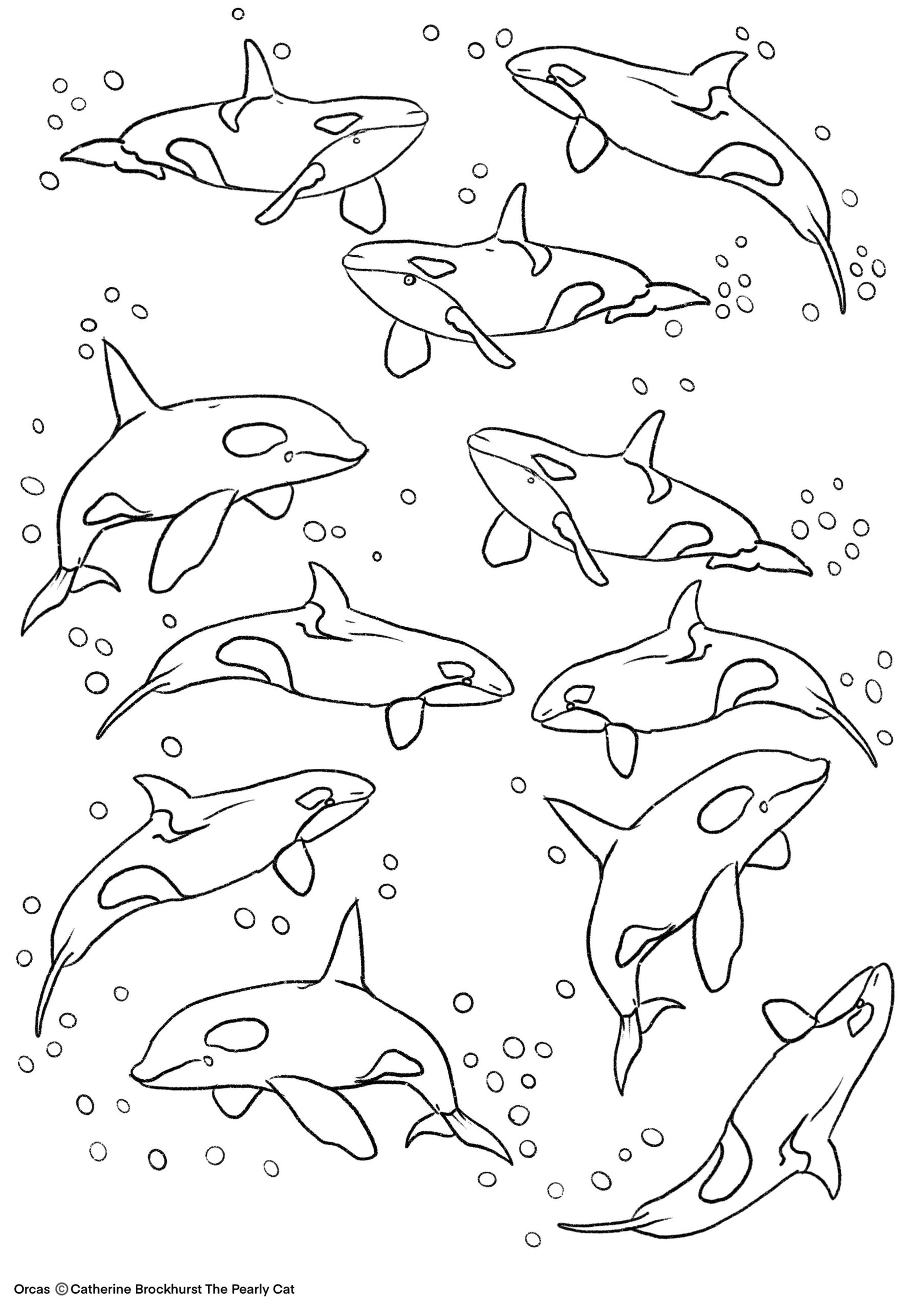 Orca Whale Coloring Page Artofit