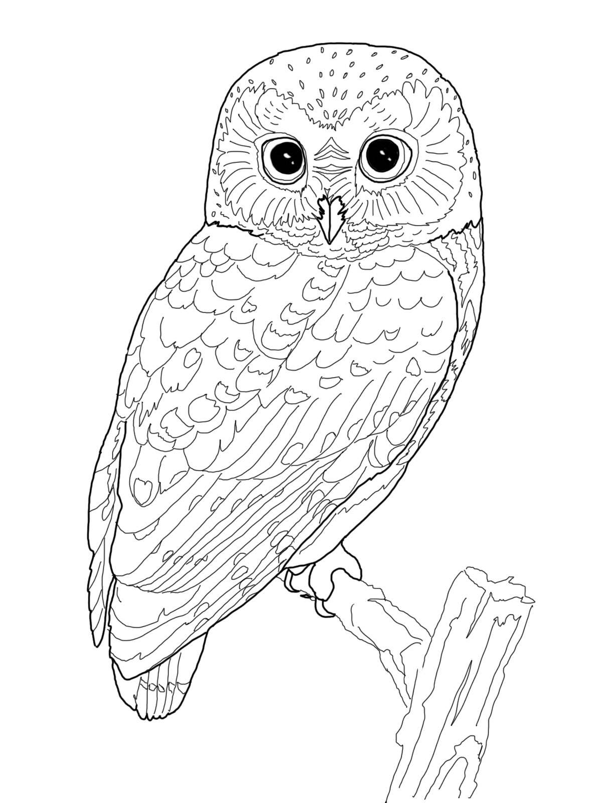 Owl Coloring Pages Owl Coloring Pages
