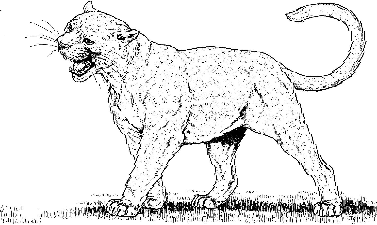 Panther Animals Free Printable Coloring Pages