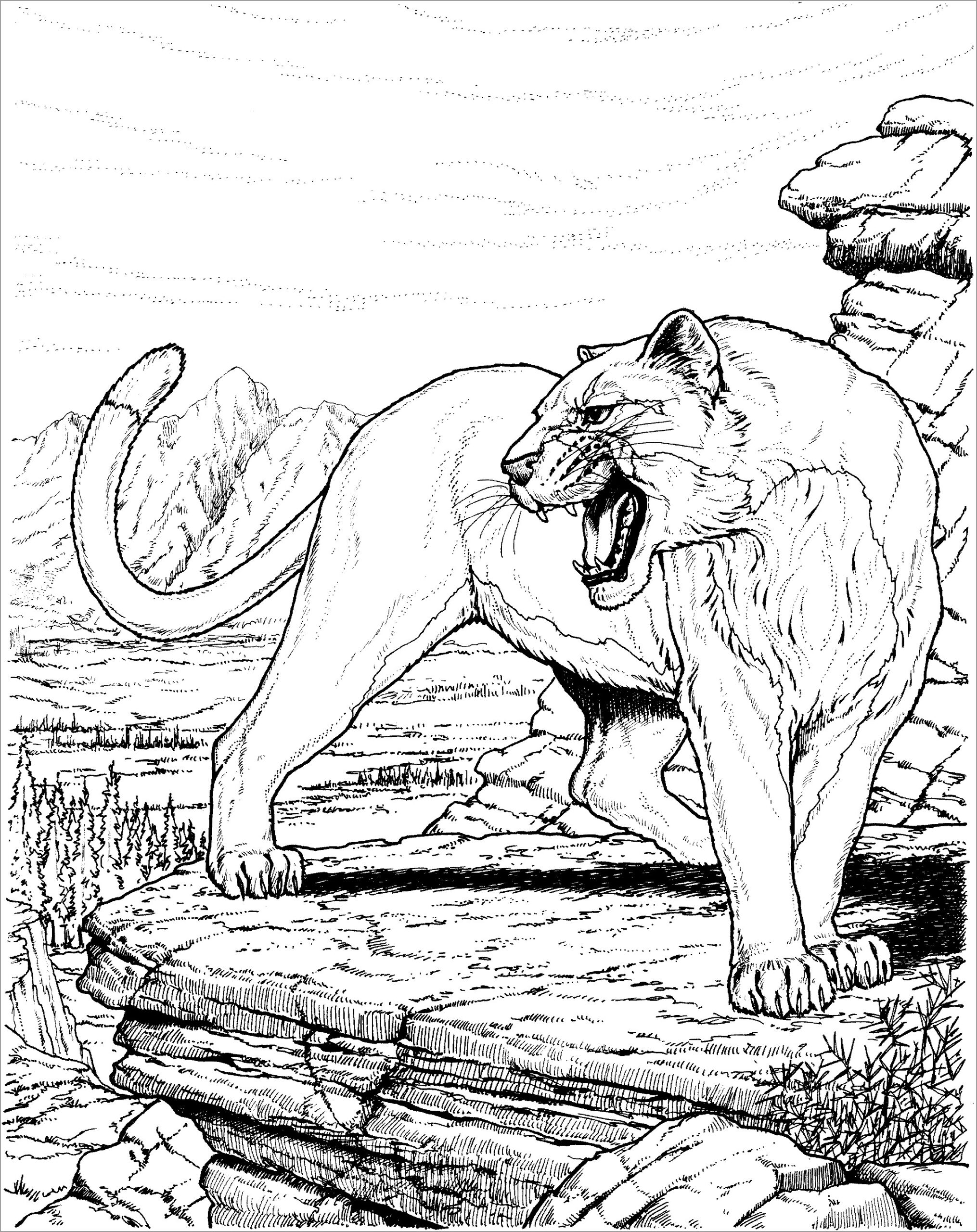 Panther Coloring Pages ColoringBay