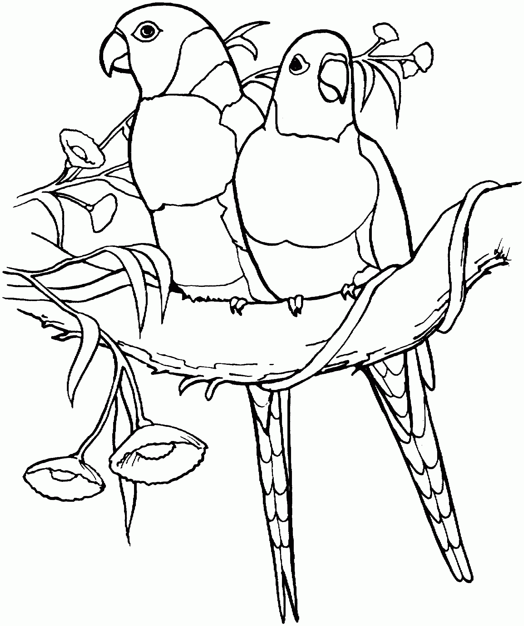 Parrots Coloring Pages To Download And Print For Free