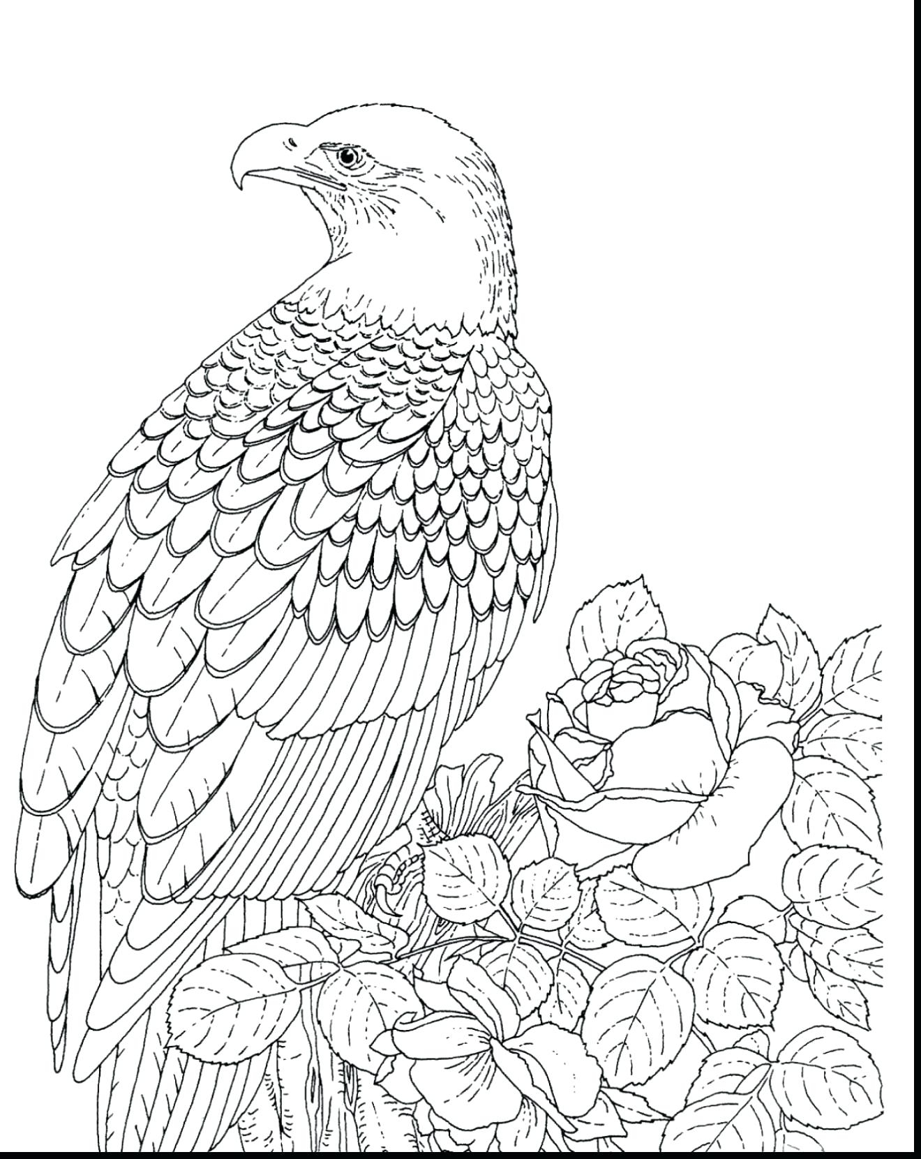 Peregrine Falcon Coloring Page At GetColorings Free Printable Colorings Pages To Print And