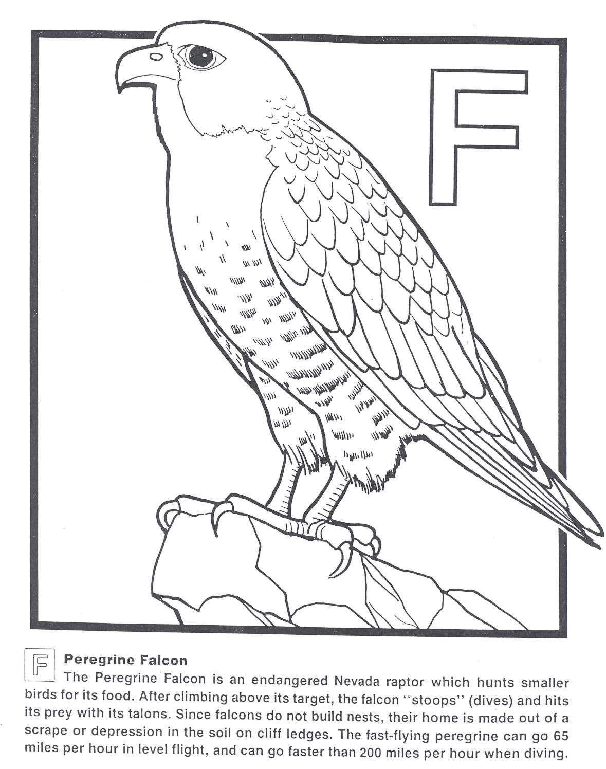 Peregrine Falcon Coloring Page How Draw Falcon Punch Page Falcon Drawing Coloring Pages Drawings