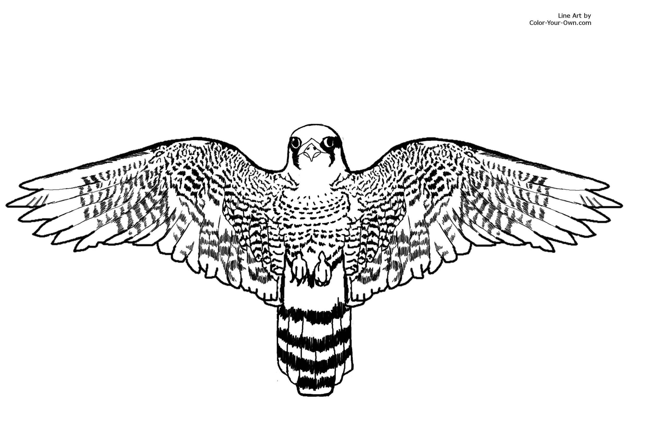 Peregrine Falcon Coloring Page