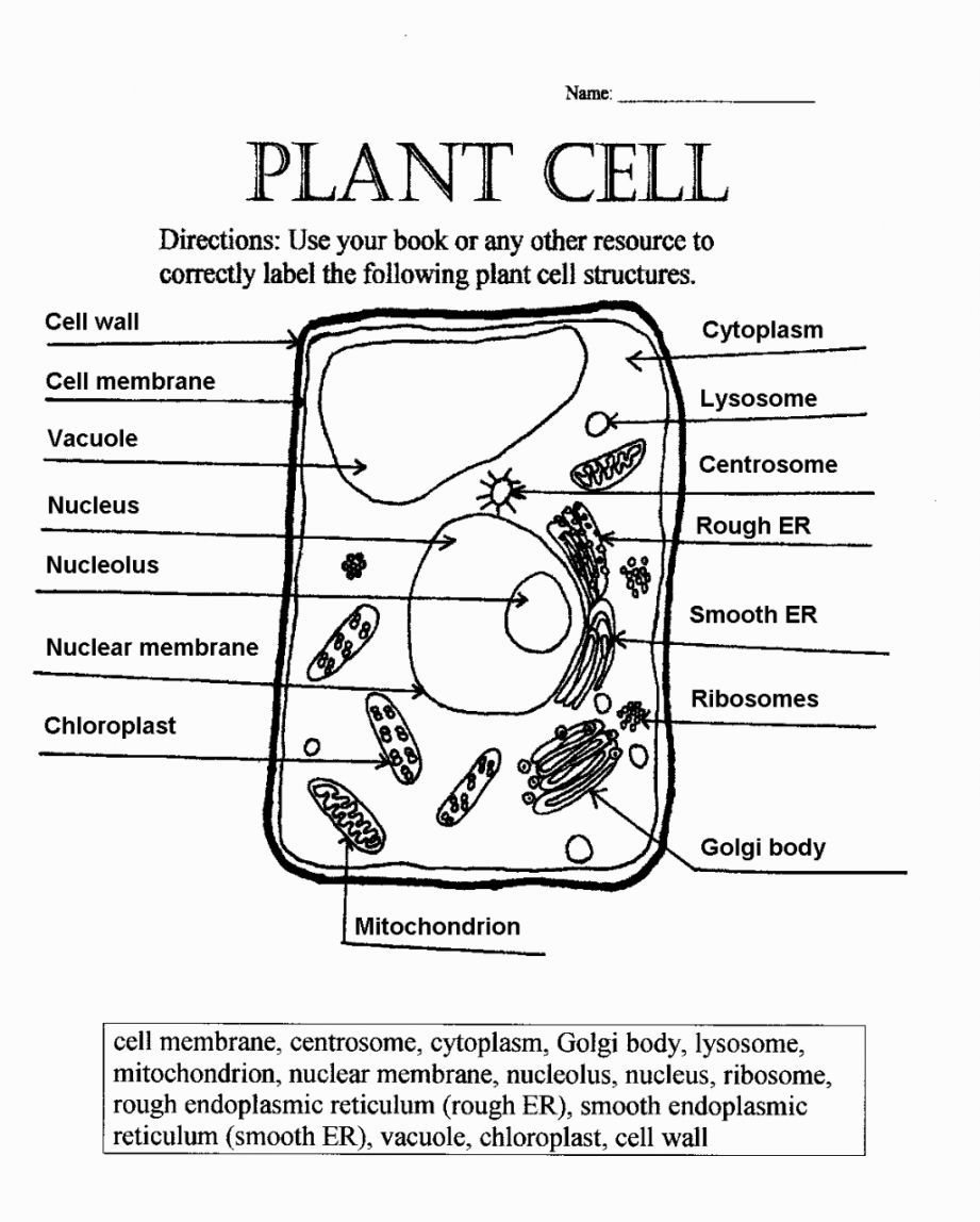 Plant Cell Coloring Page