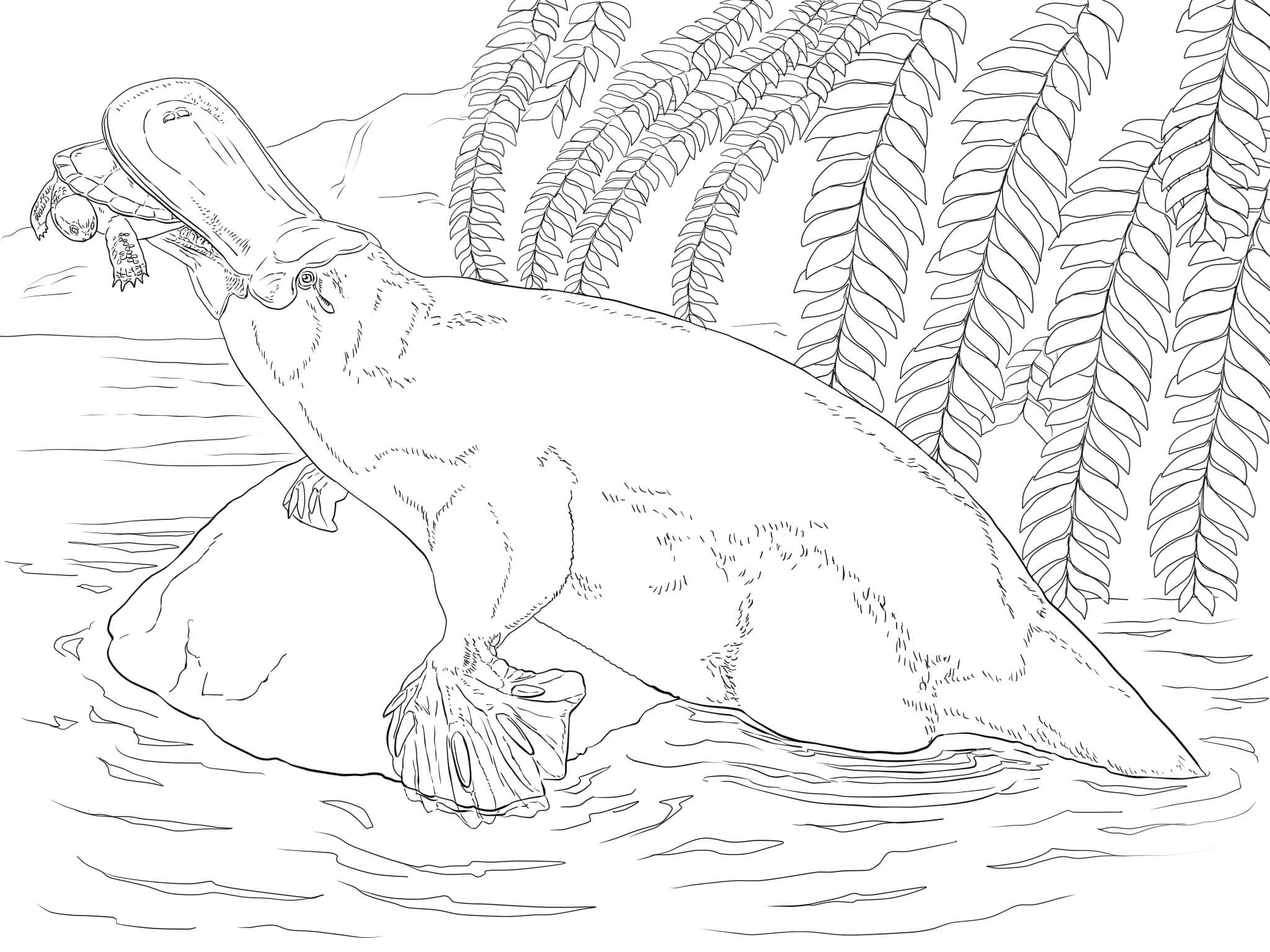 Platypus Coloring Page Platypus Coloring Pages Printable Coloring Book