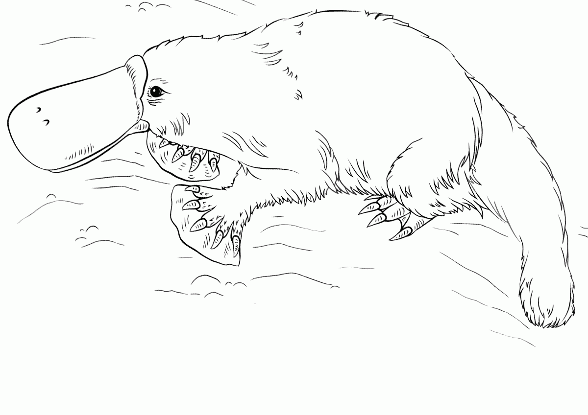 Platypus Coloring Page