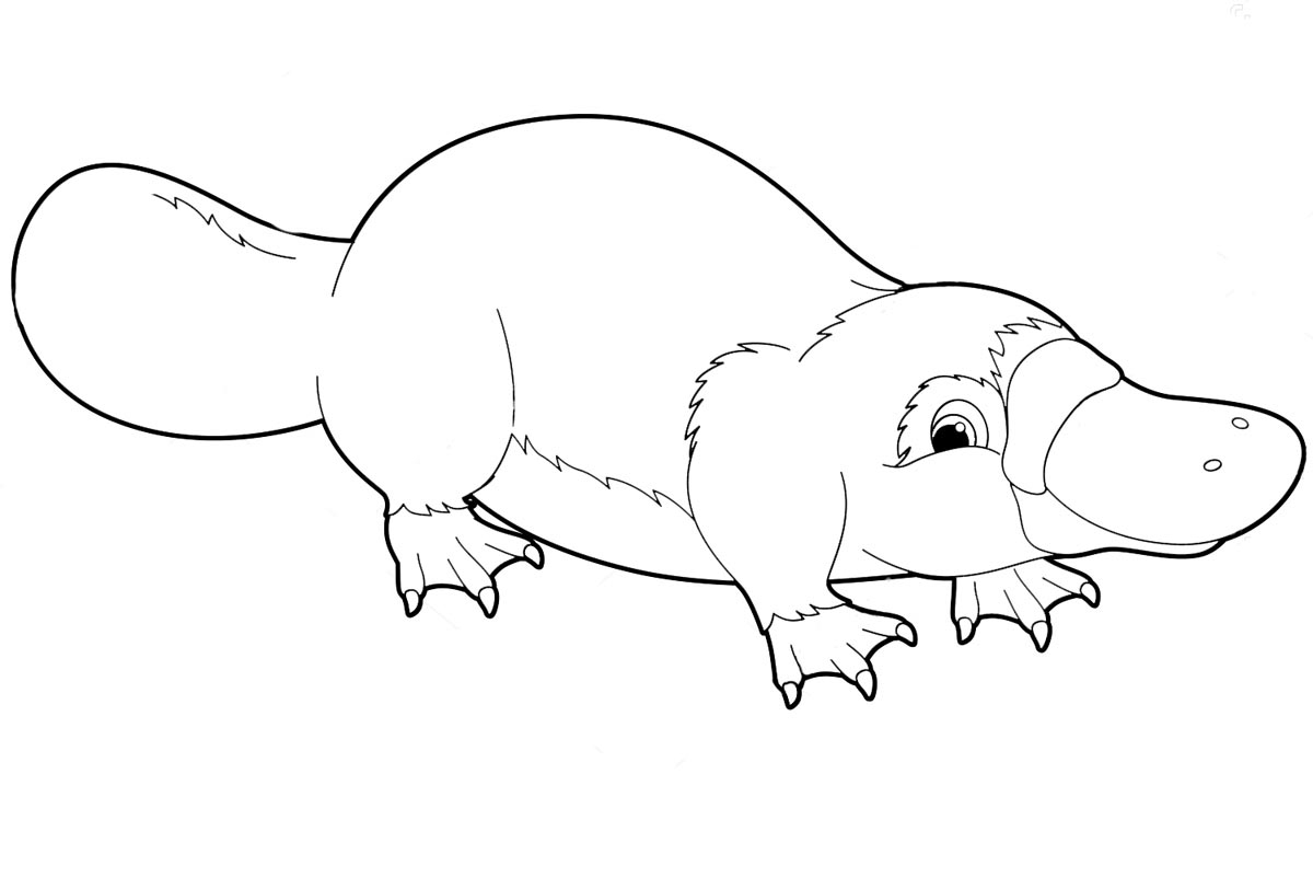 Platypus Coloring Pages To Download And Print For Free