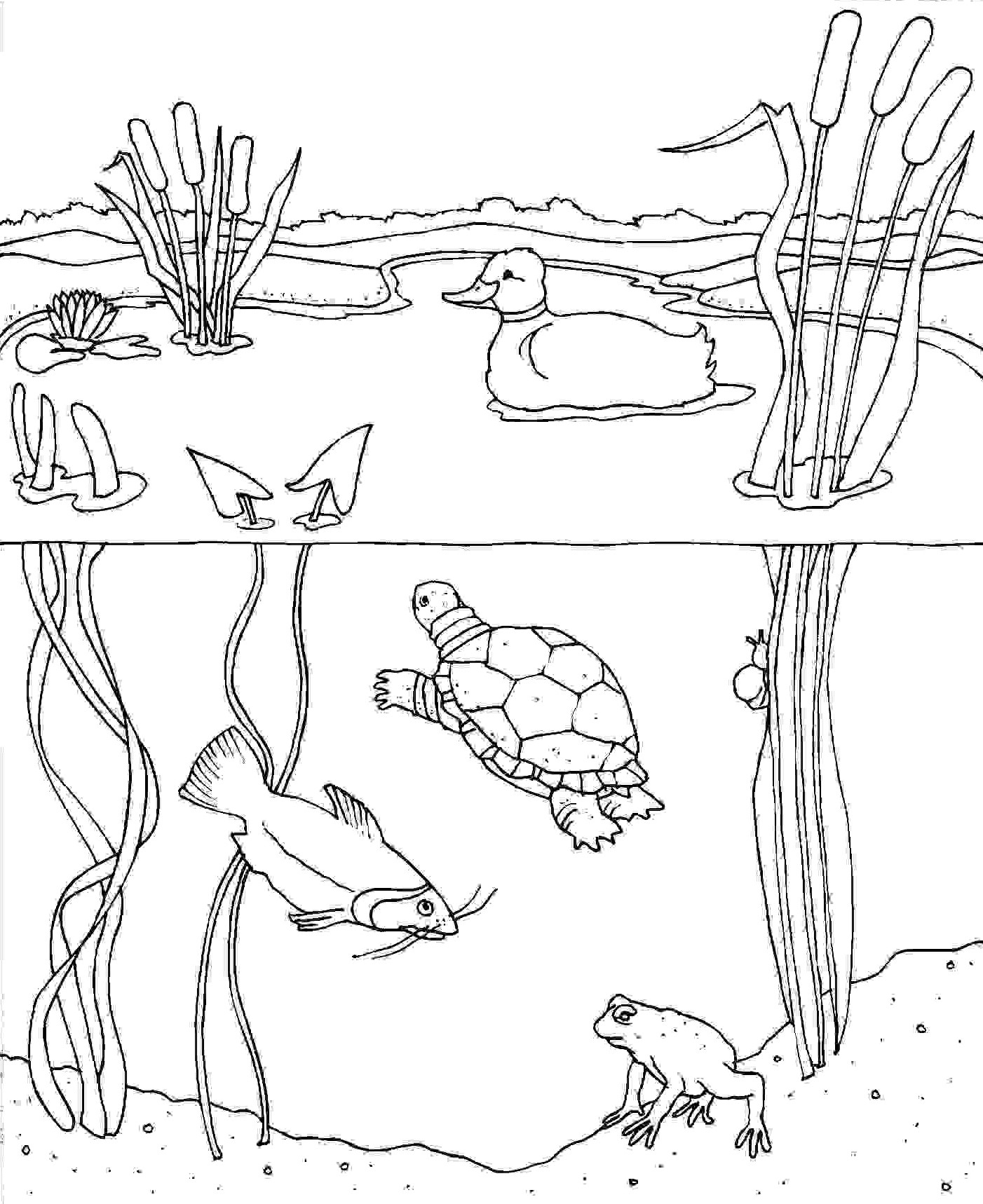 Pond Animals Coloring Pages At GetColorings Free Printable Colorings Pages To Print And Color