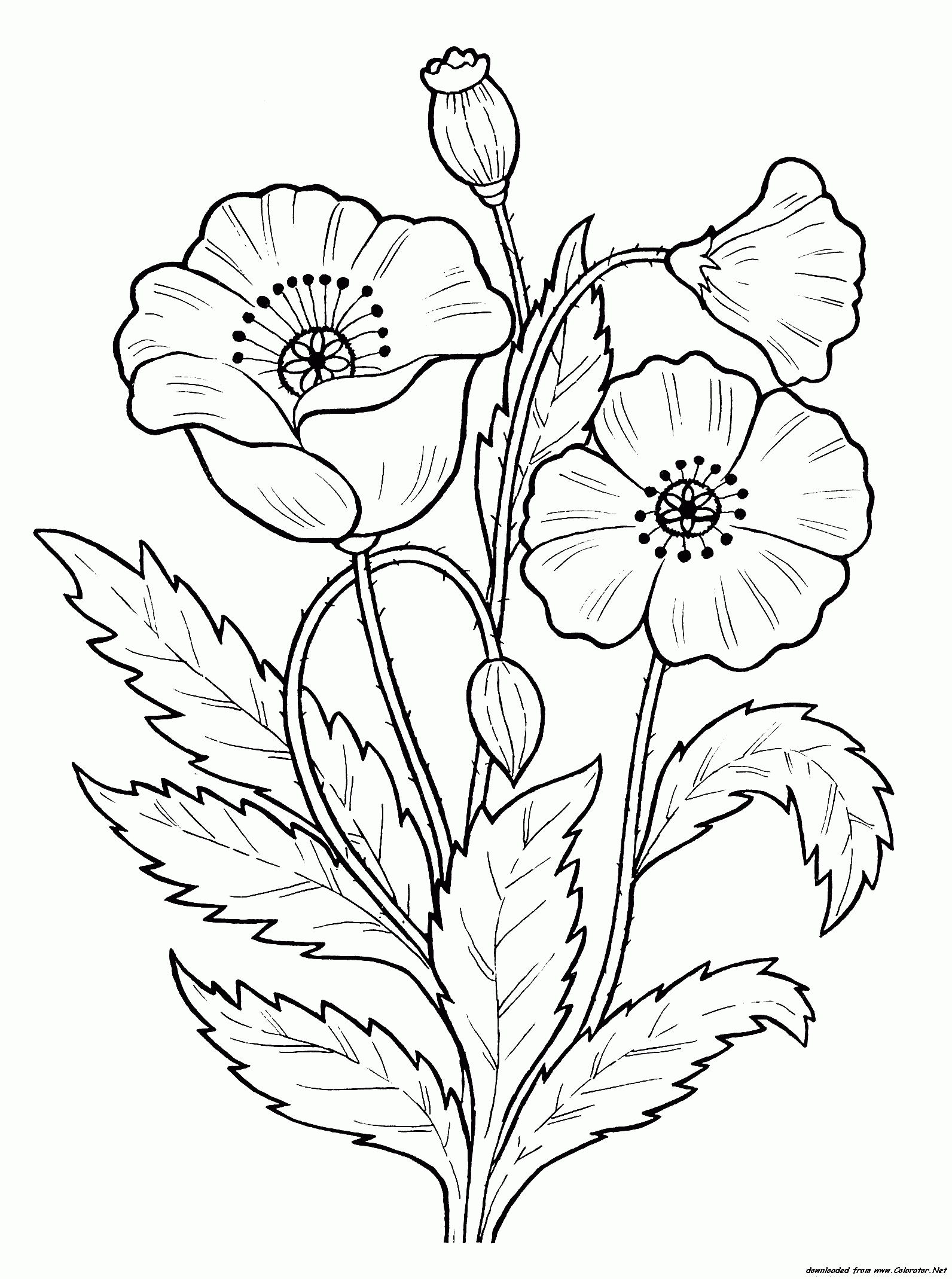 Poppy Flowers Coloring Pages Download And Print For Free