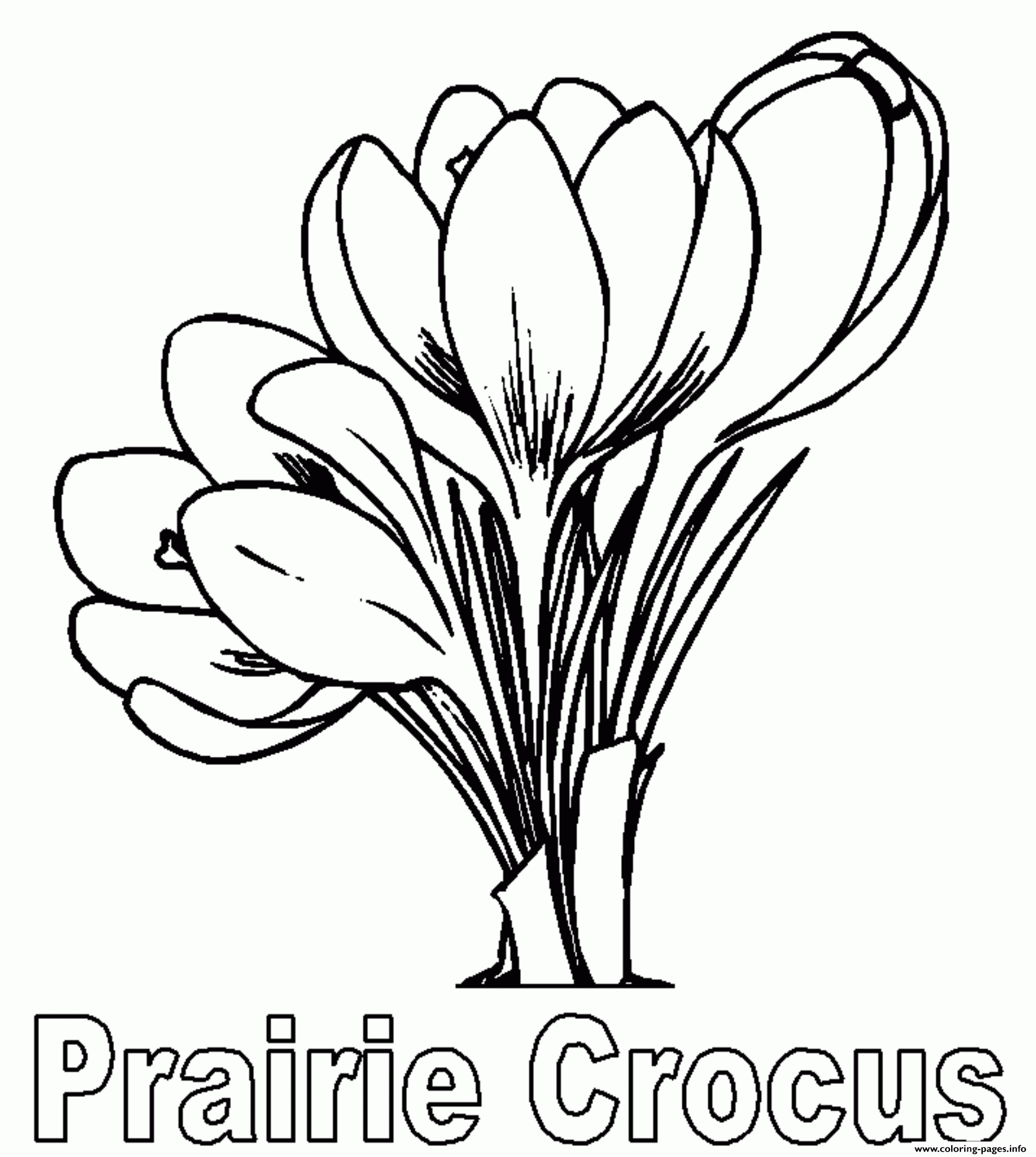 Prairie Crocus Flower Coloring Page Printable