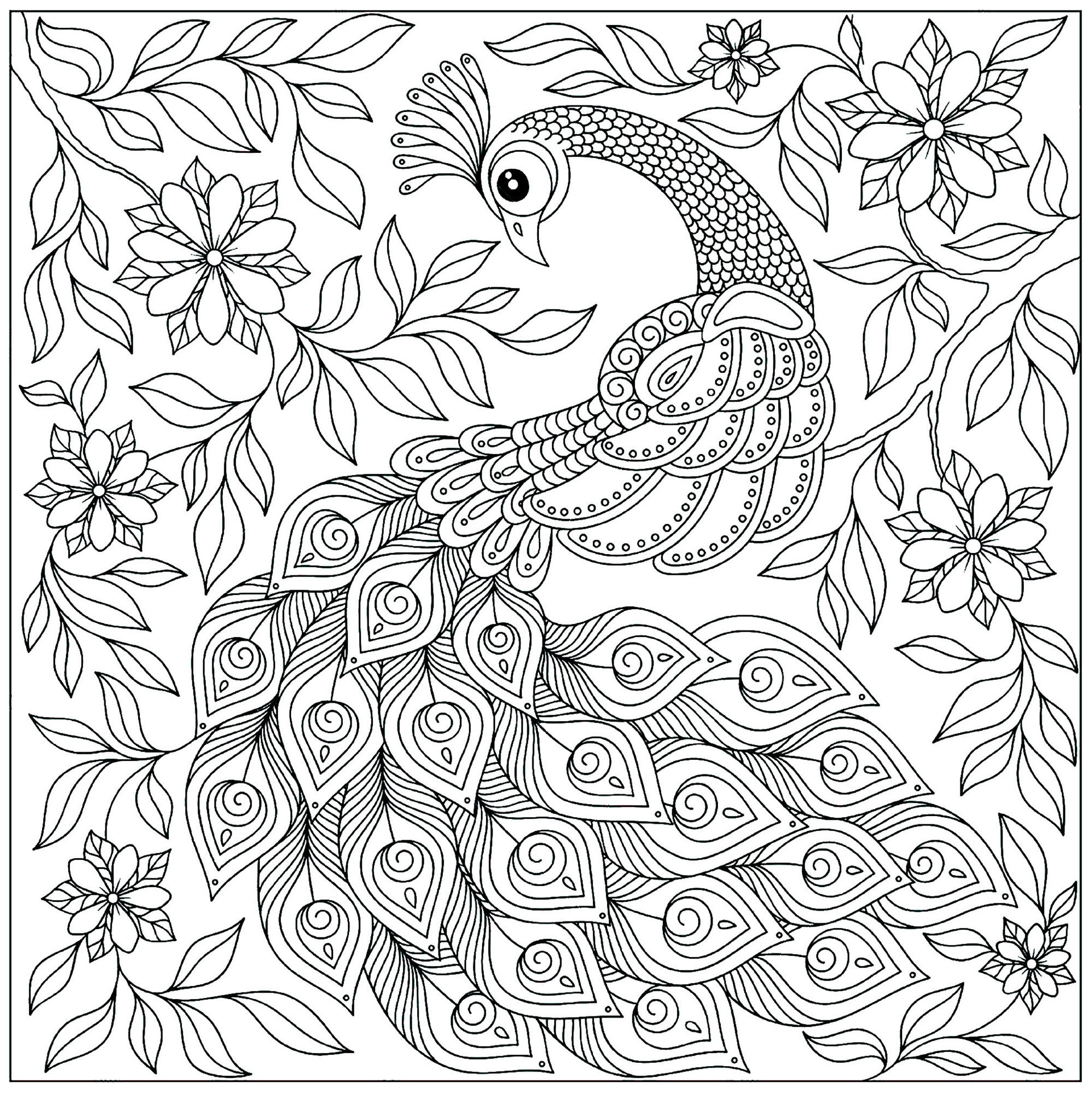 Pretty Peacock Peacock Coloring Pages For Kids