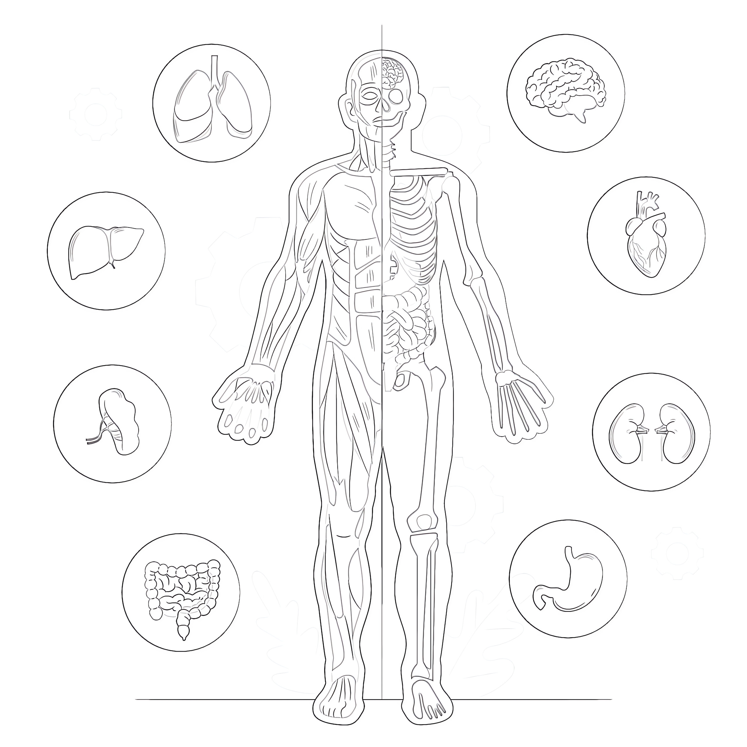 Printable Body Anatomy Coloring Page Mimi Panda
