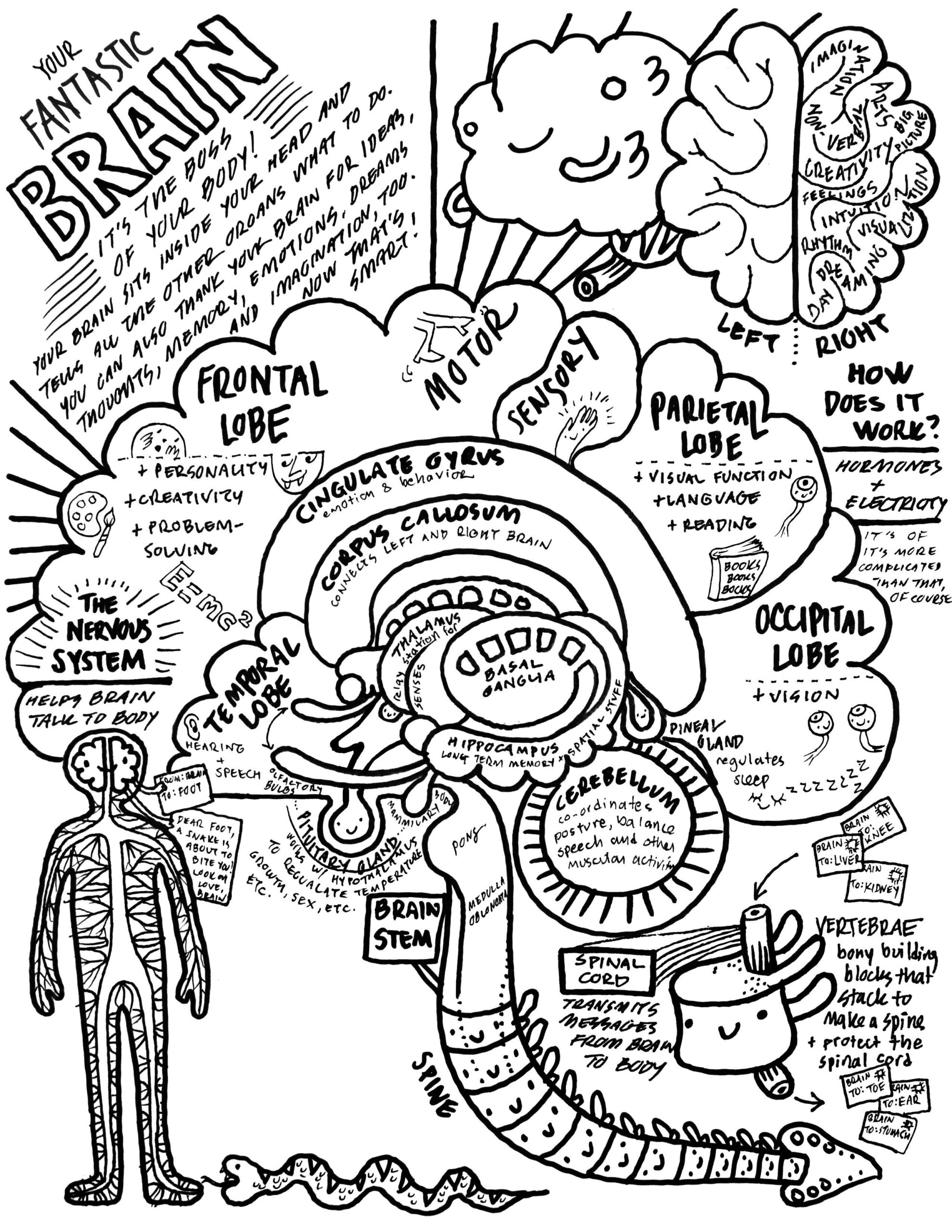 Anatomy Coloring Pages