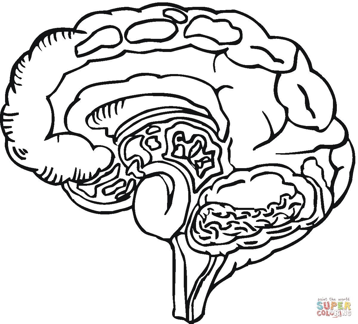 Printable Brain Coloring Sheet Free Coloring Pages For Kids And Adult