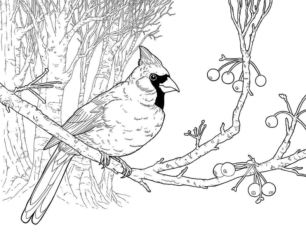 Printable Cardinal Coloring Page EdentuCalderon