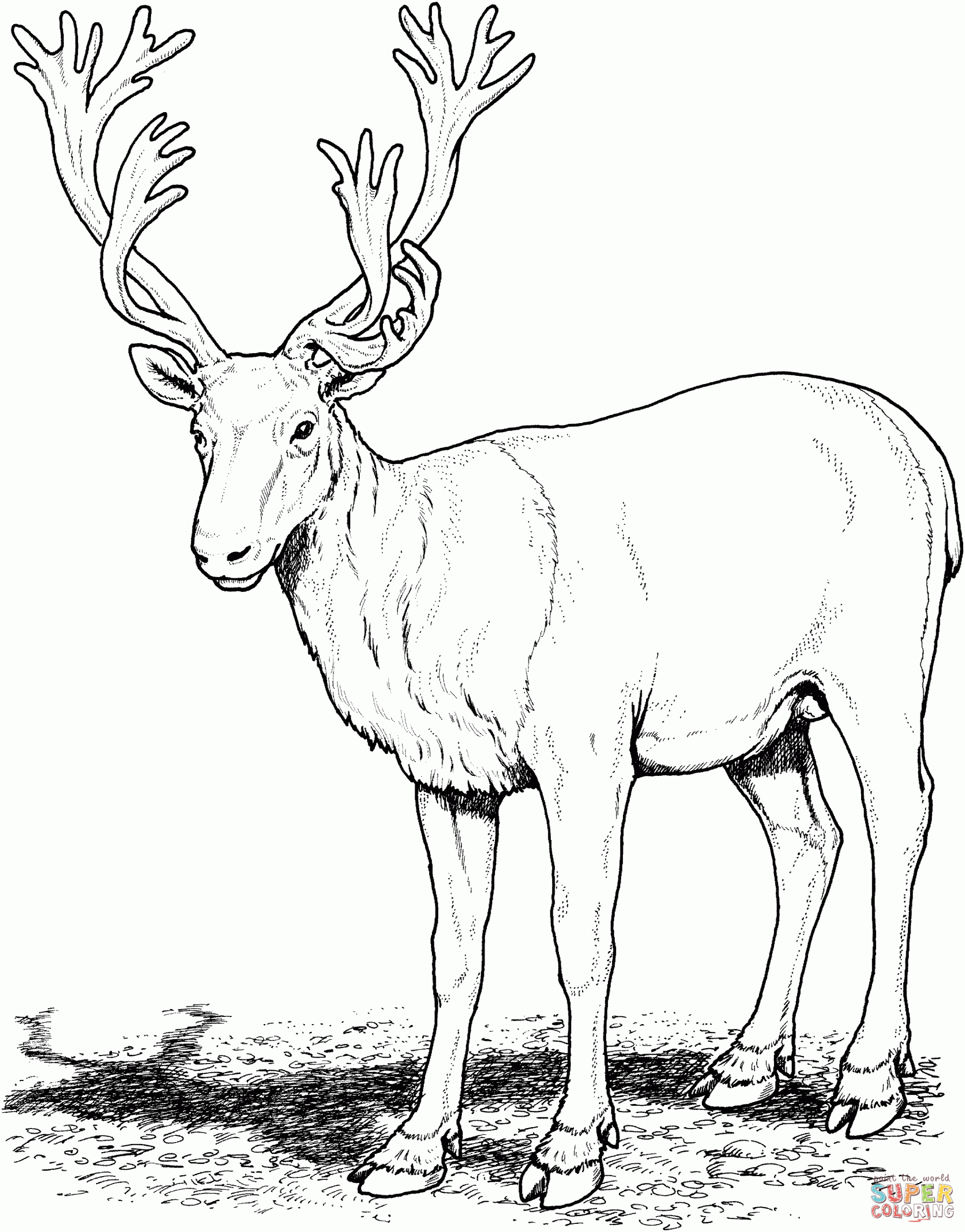 Coloring Pages Deer