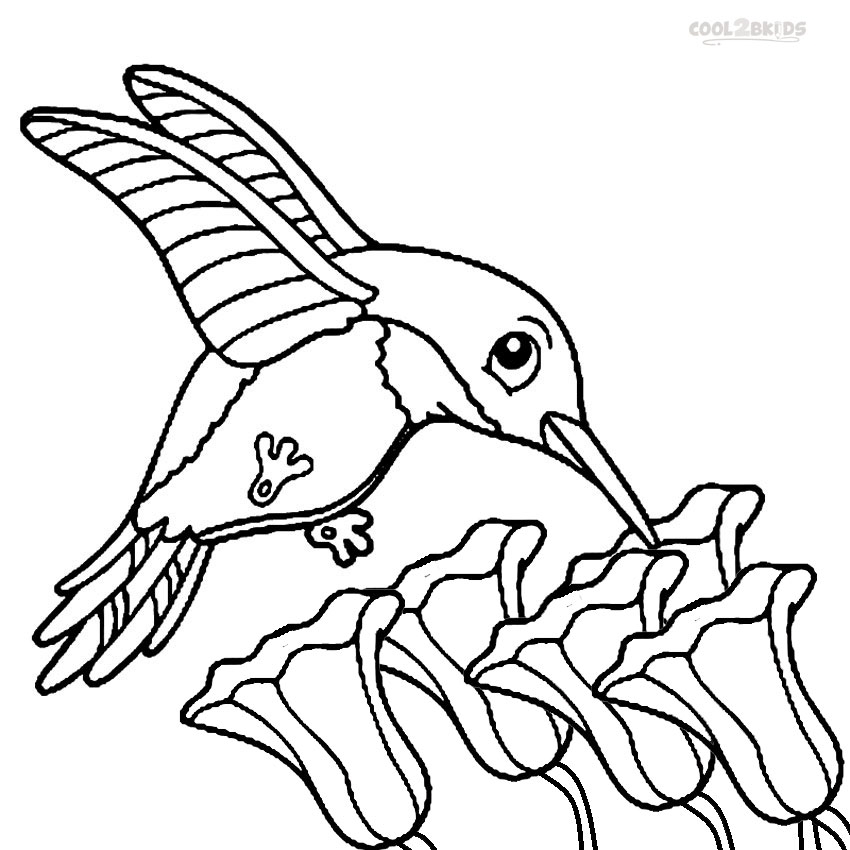 Printable Hummingbird Coloring Pages For Kids Cool2bKids