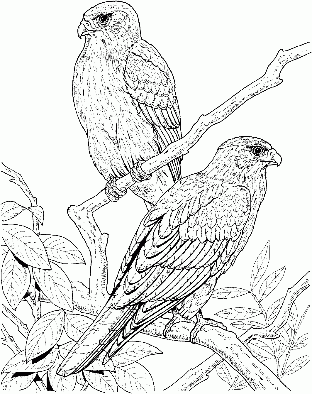 Printable Realistic Bird Coloring Pages High Quality Coloring Pages Coloring Home