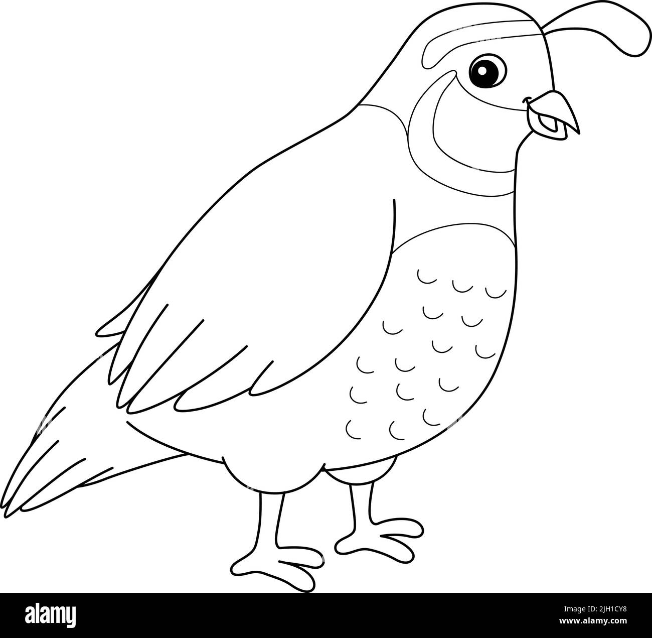Quail Animal Coloring Page For Kids Stock Vector Image Art Alamy