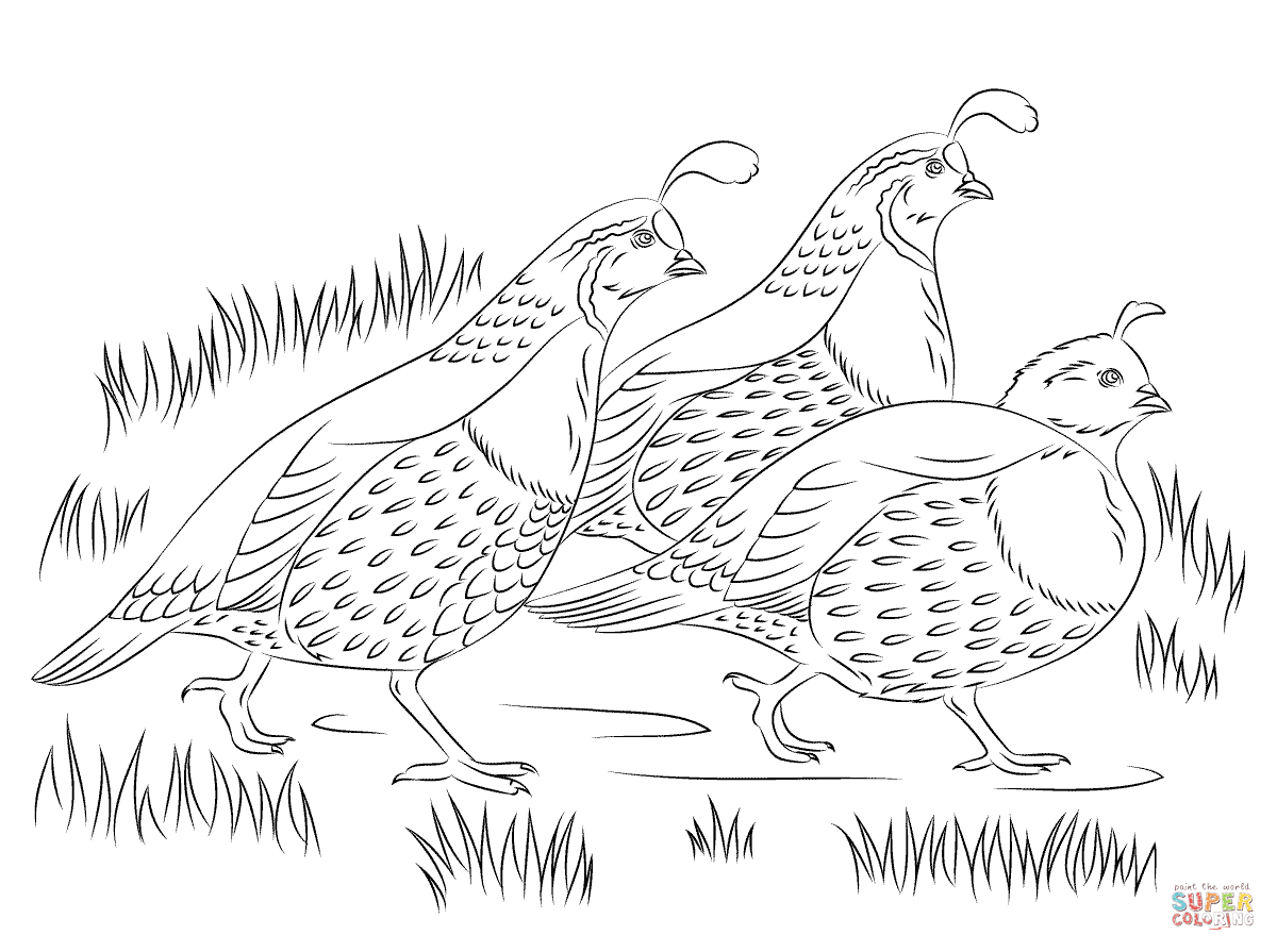 Quail Coloring Pages Coloring Home
