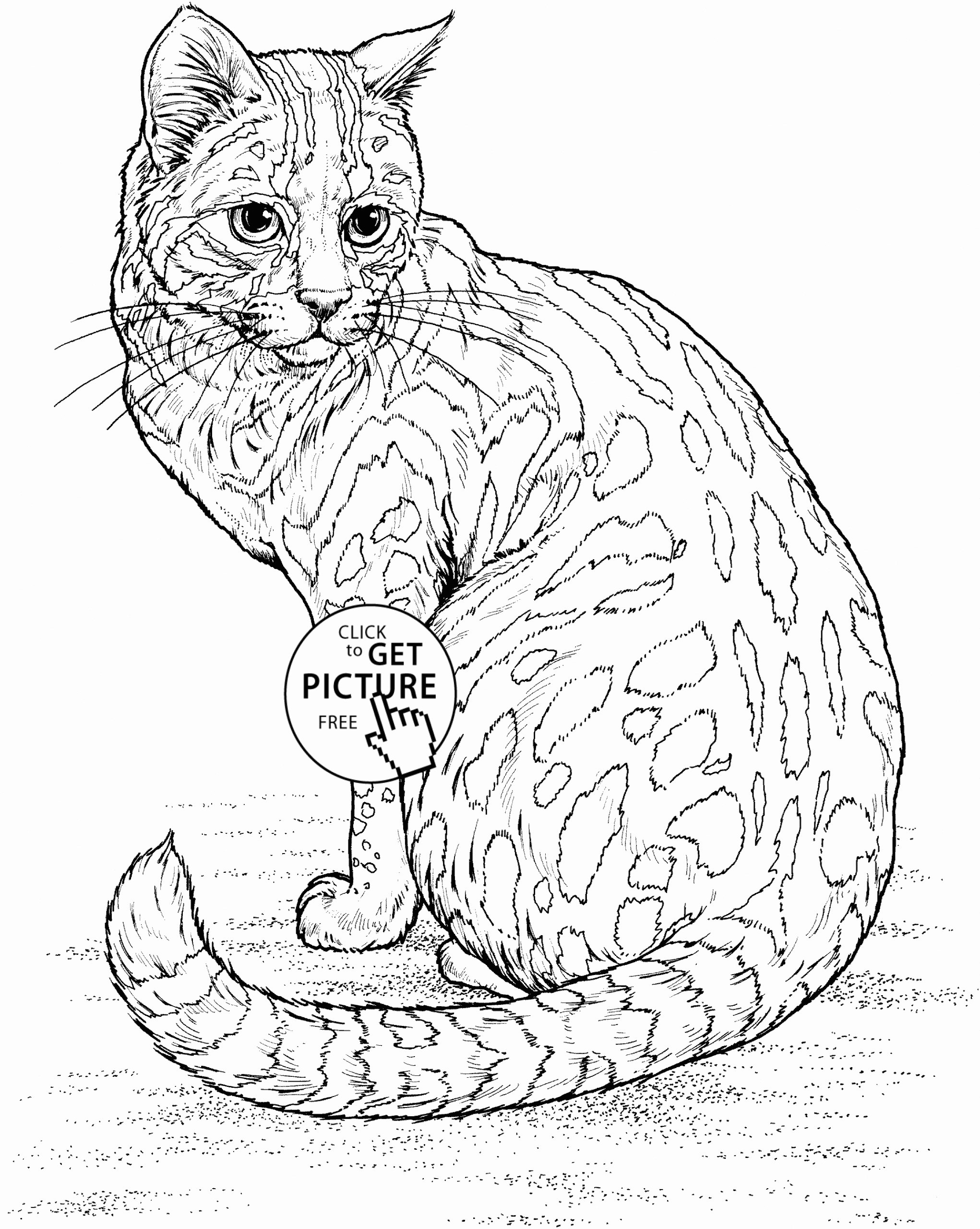 Cat Coloring Pages