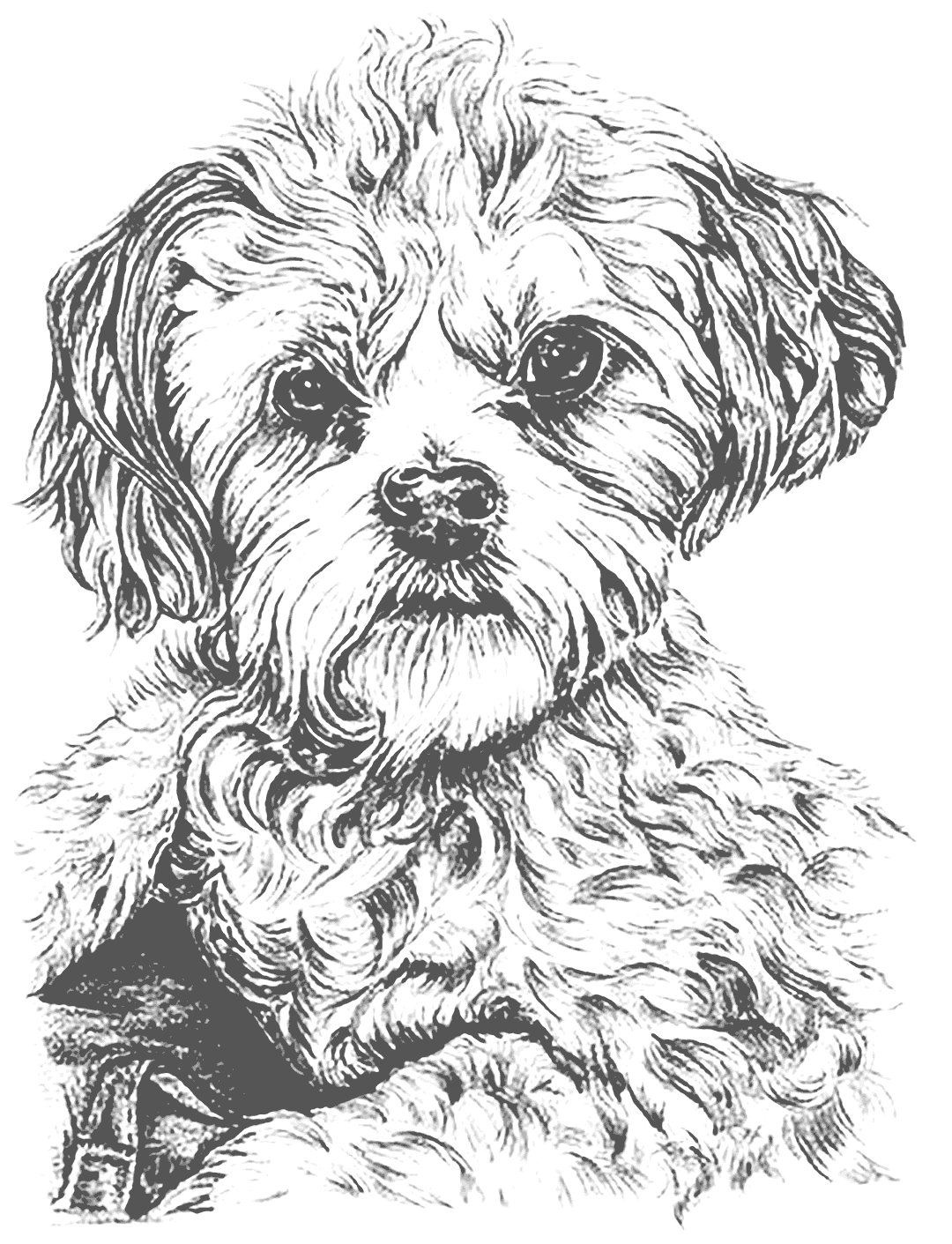 Realistic Puppy Coloirng Page Printable Coloring Pages