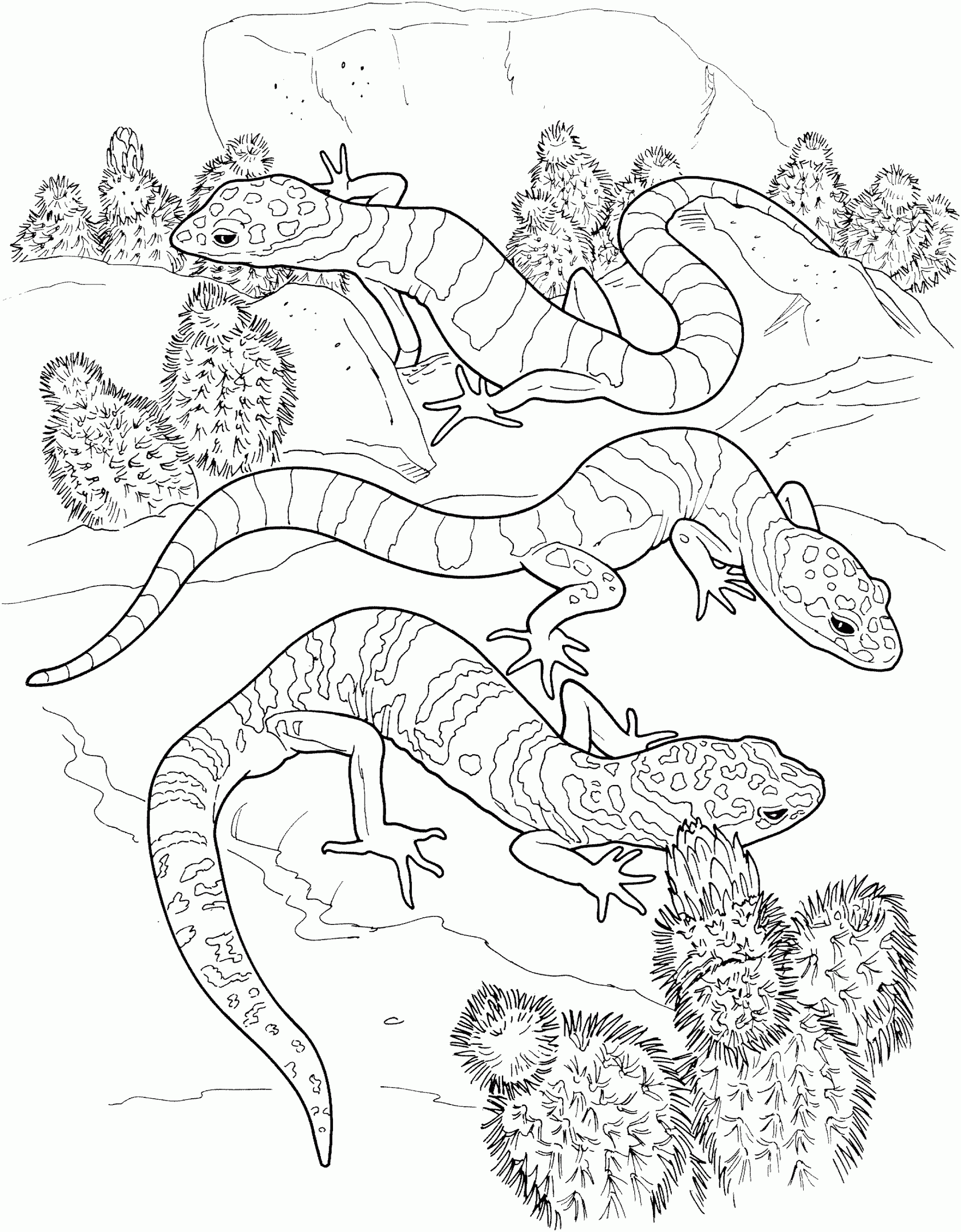 Reptile Coloring Pages Printable