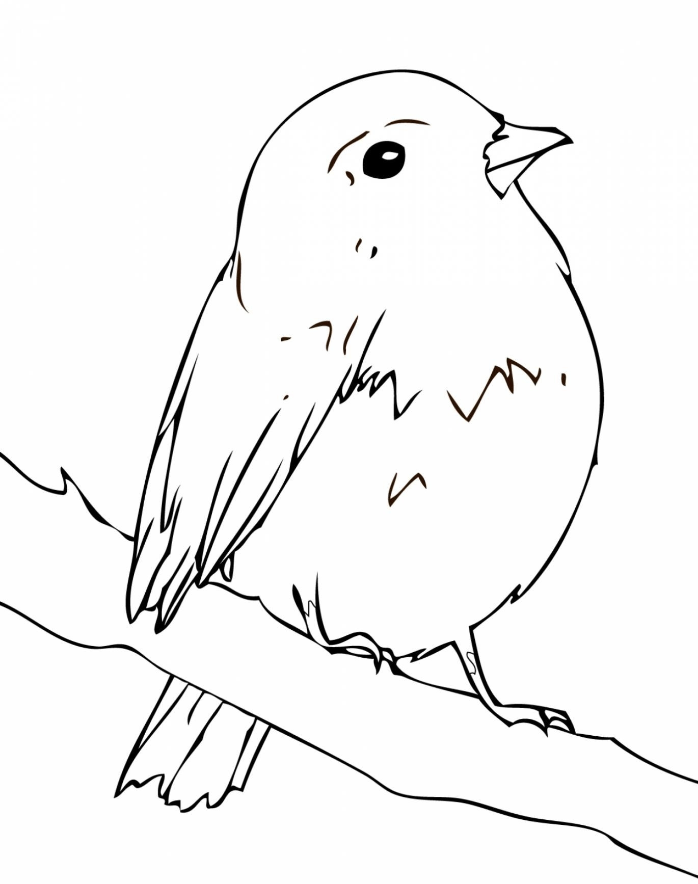 Robin Coloring Pages