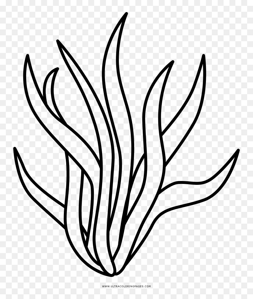 Seaweed Coloring Four Printable Educative Sketch Coloring Page