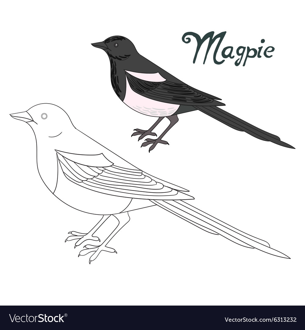 See Coloring Pages Birds Magpie