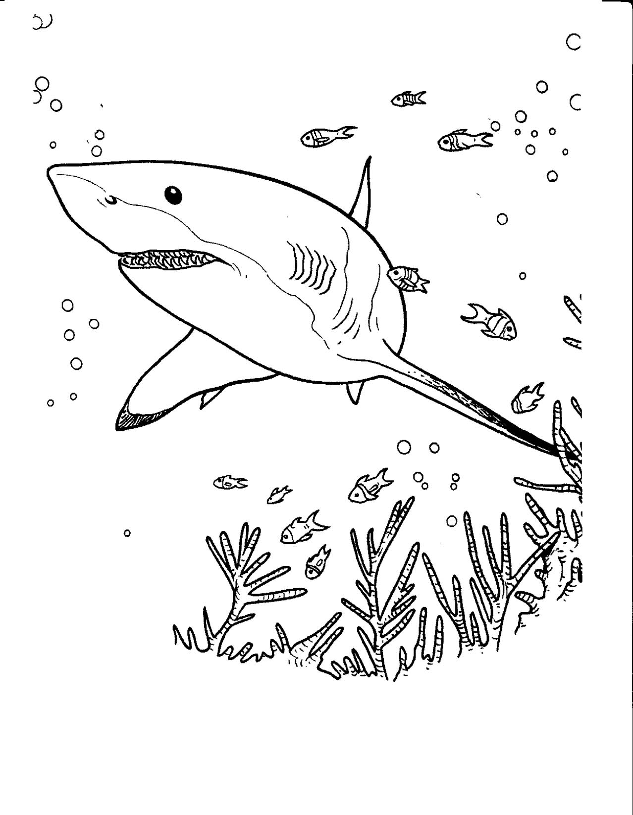 Shark Coloring Page For Kids Shark Coloring Pages For Kids