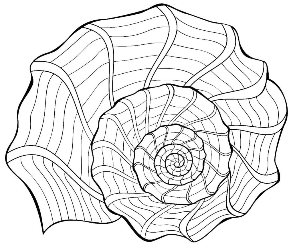 Shell Coloring Pages