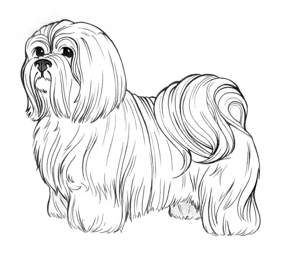 Shih Tzu Coloring Pages Best Coloring Pages For Kids