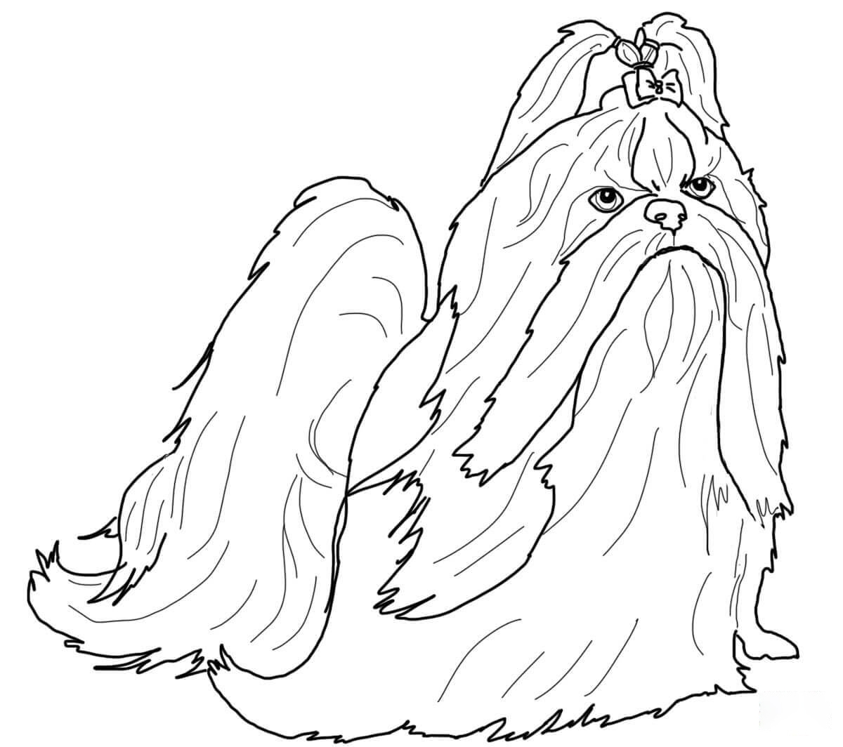 Shih Tzu In Show Coat Coloring Page Free Printable Coloring Pages