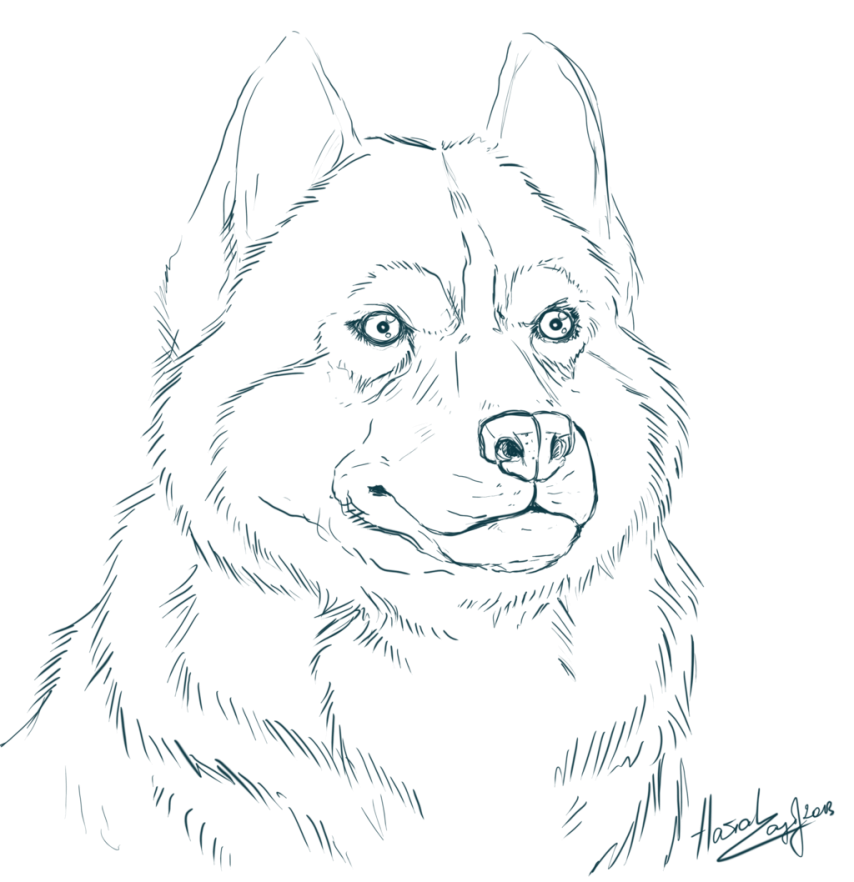 Husky Coloring Pages