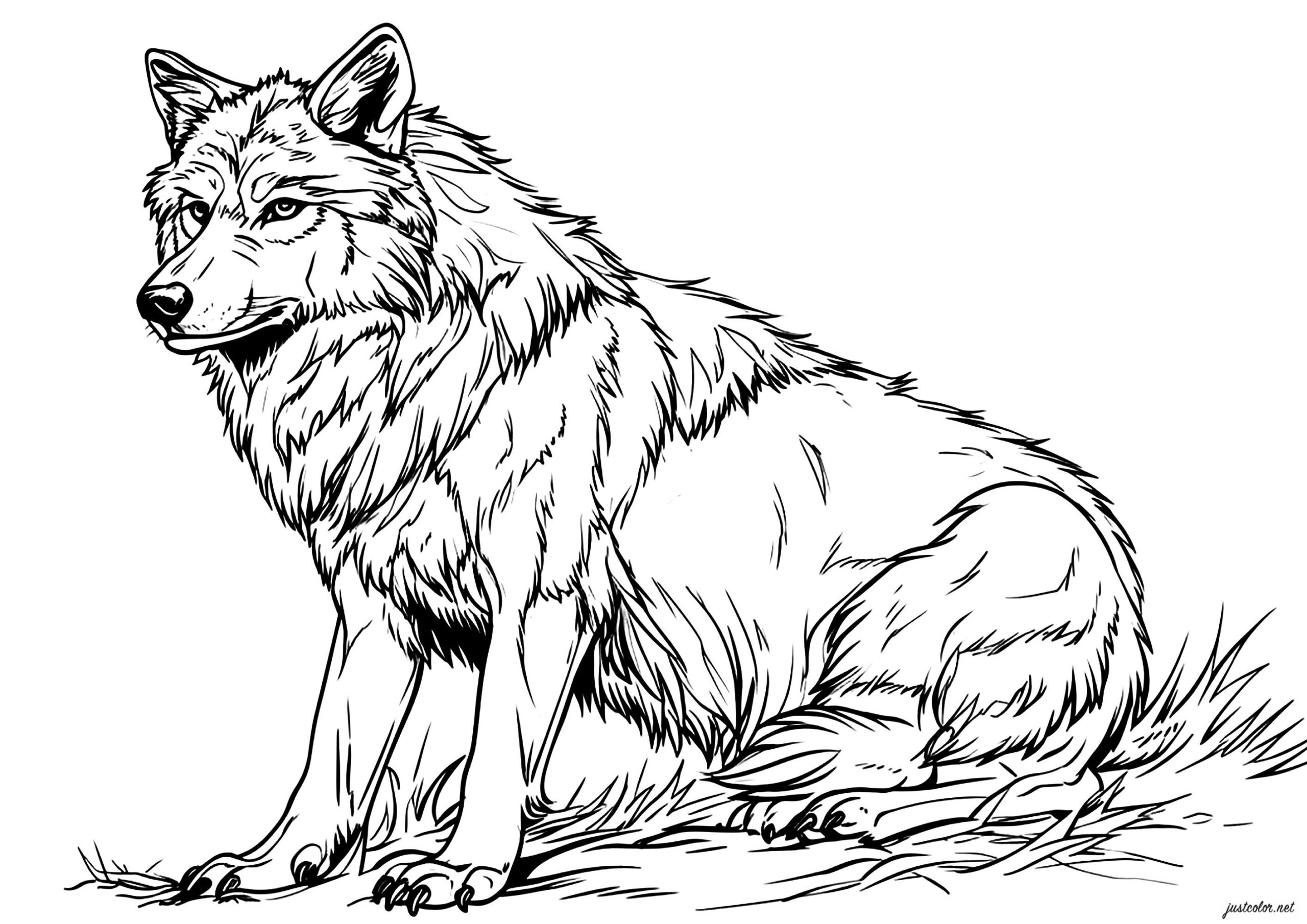 Wolf Coloring Page