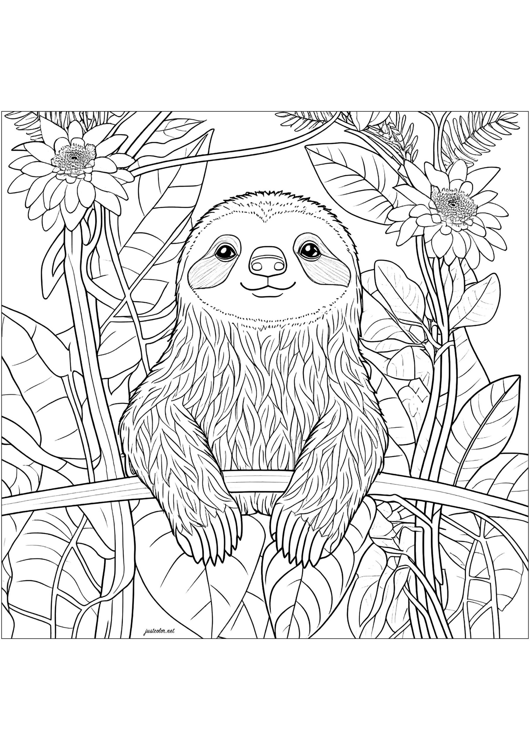 Sloth Coloring Page