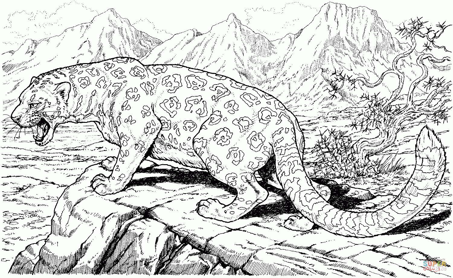 Snow Leopard Coloring Page Coloring Home
