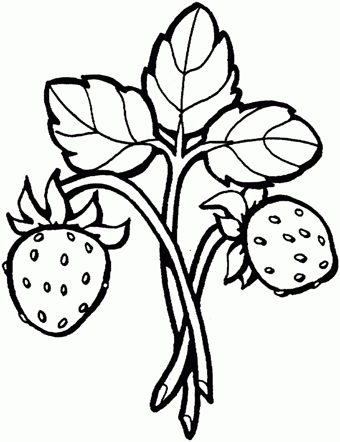 Strawberry Coloring Pages To Download And Print For Free