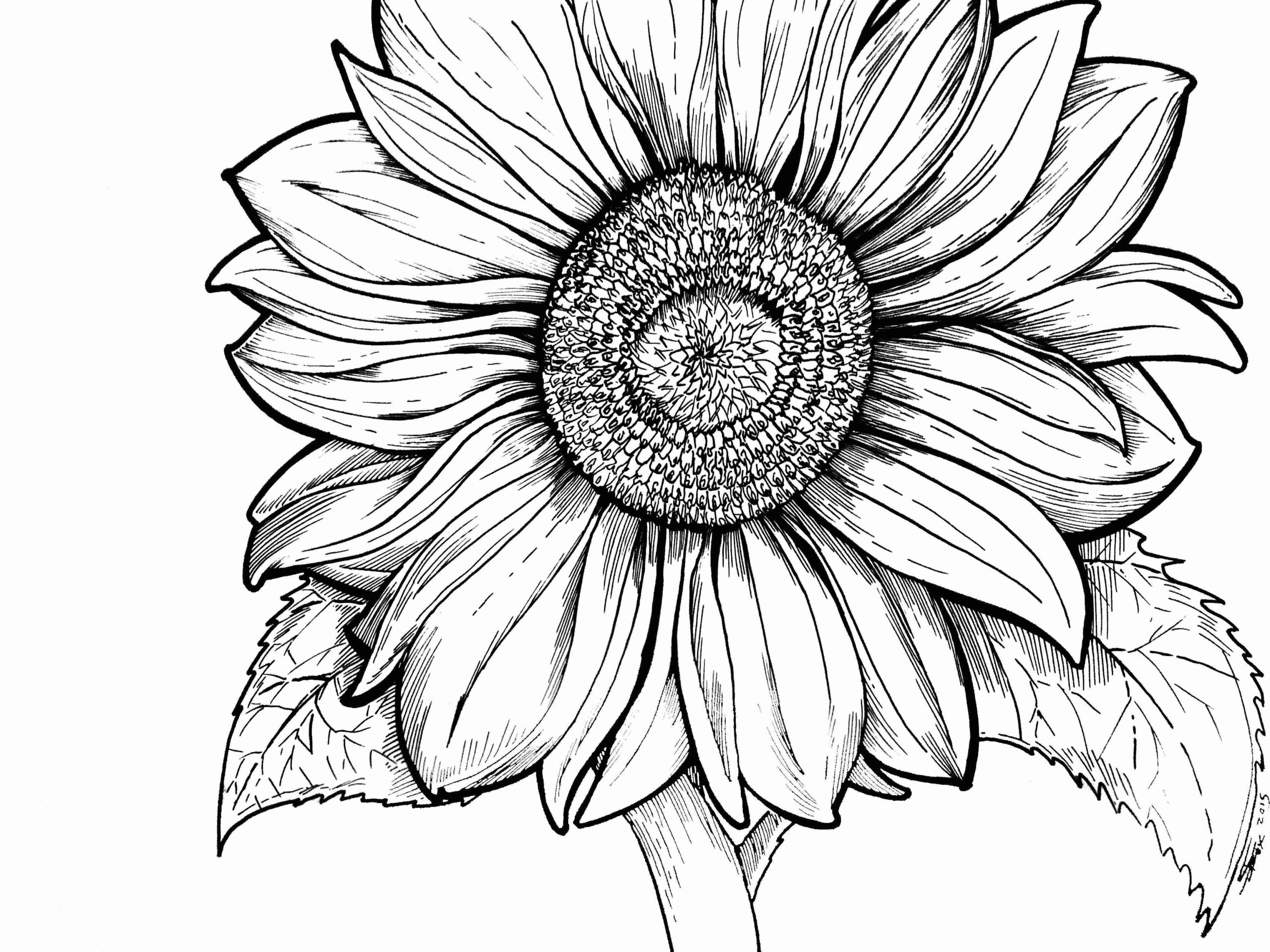 Sunflower Coloring Page