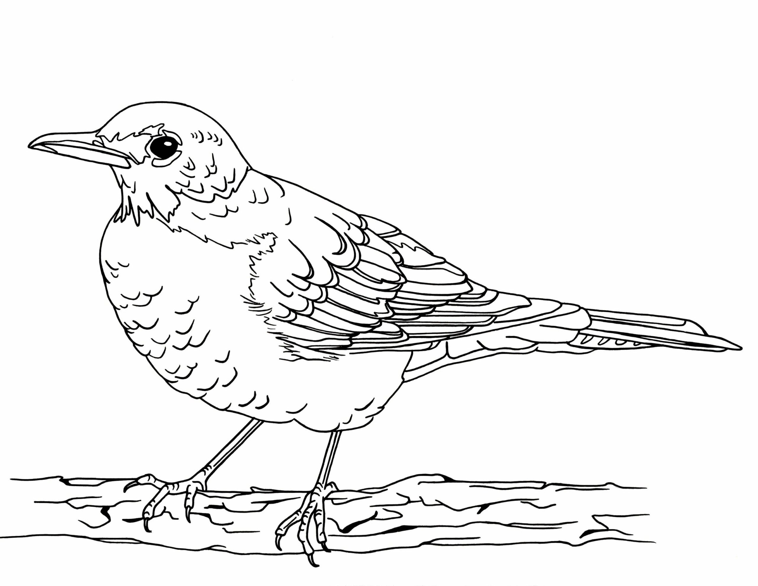 Surprise Robin Coloring Page Bird Robin Coloring Pages Disney Sofia Girls Kids Visit Birds Draw