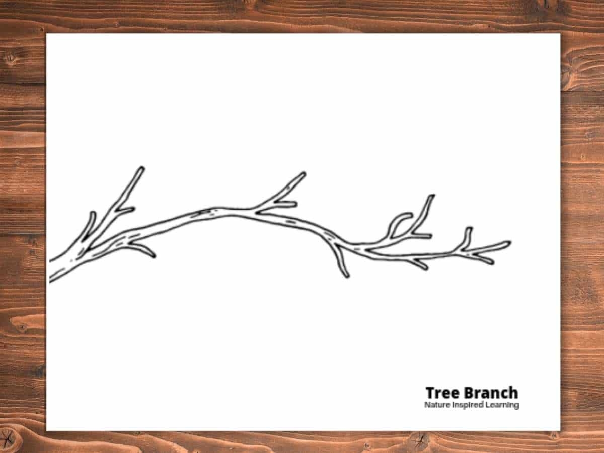 Tree Branch Coloring Page
