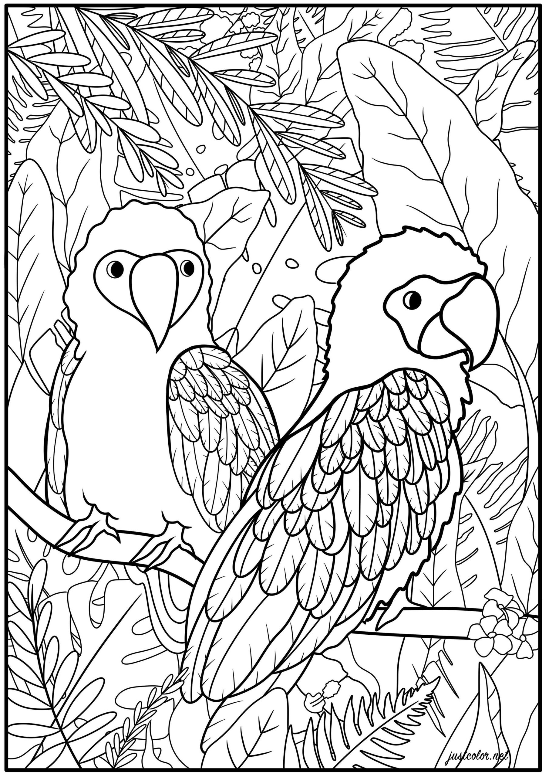 Two Parrots And Exotic Plants Bird Coloring Pages For Adults