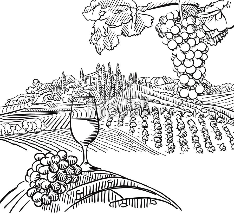 Vineyard Composition With Grapes And Glass Of Vine HEBSTREITS Grape Drawing Vector Sketch