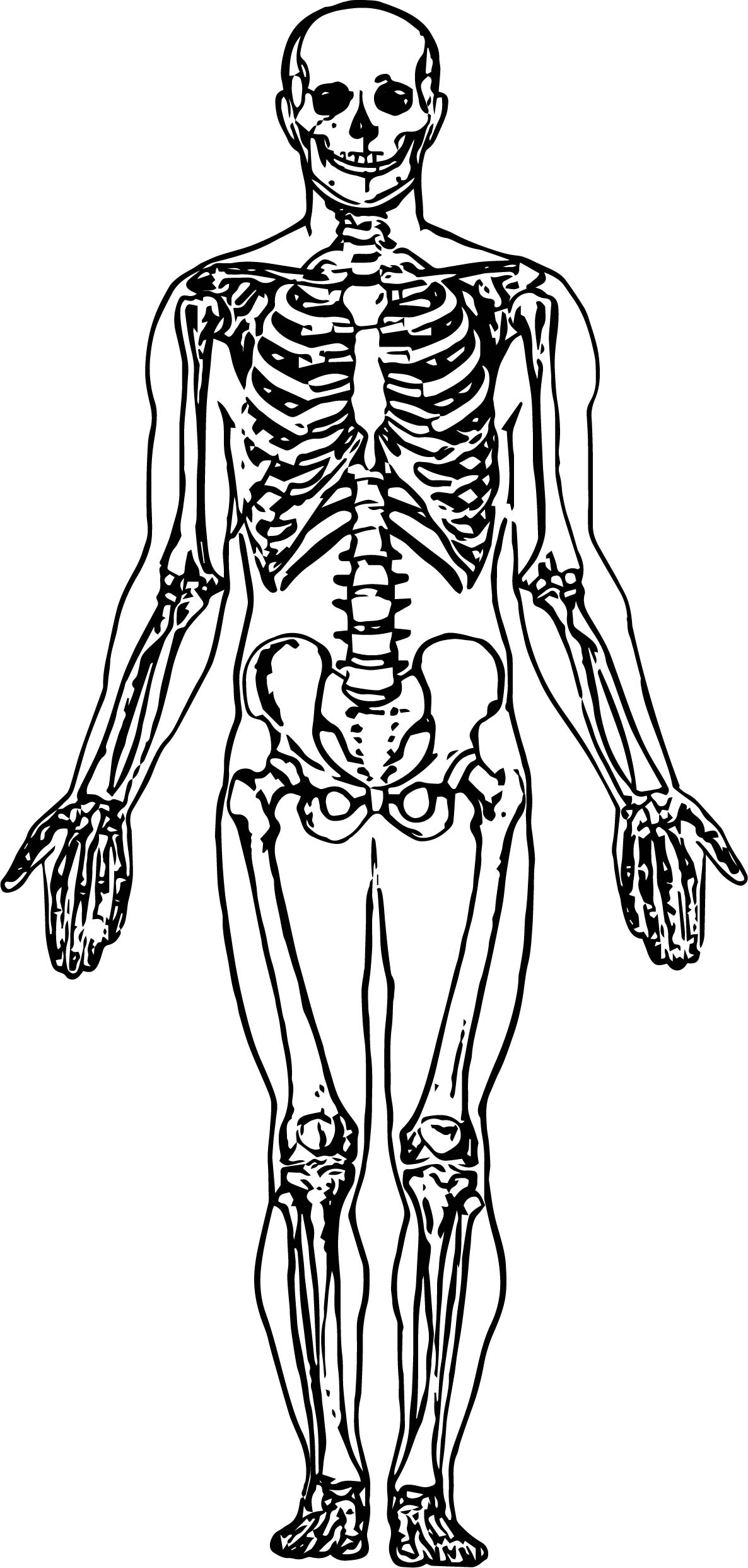 Whole Skeleton Picture Sketch Drawing Coloring Page Wecoloringpage