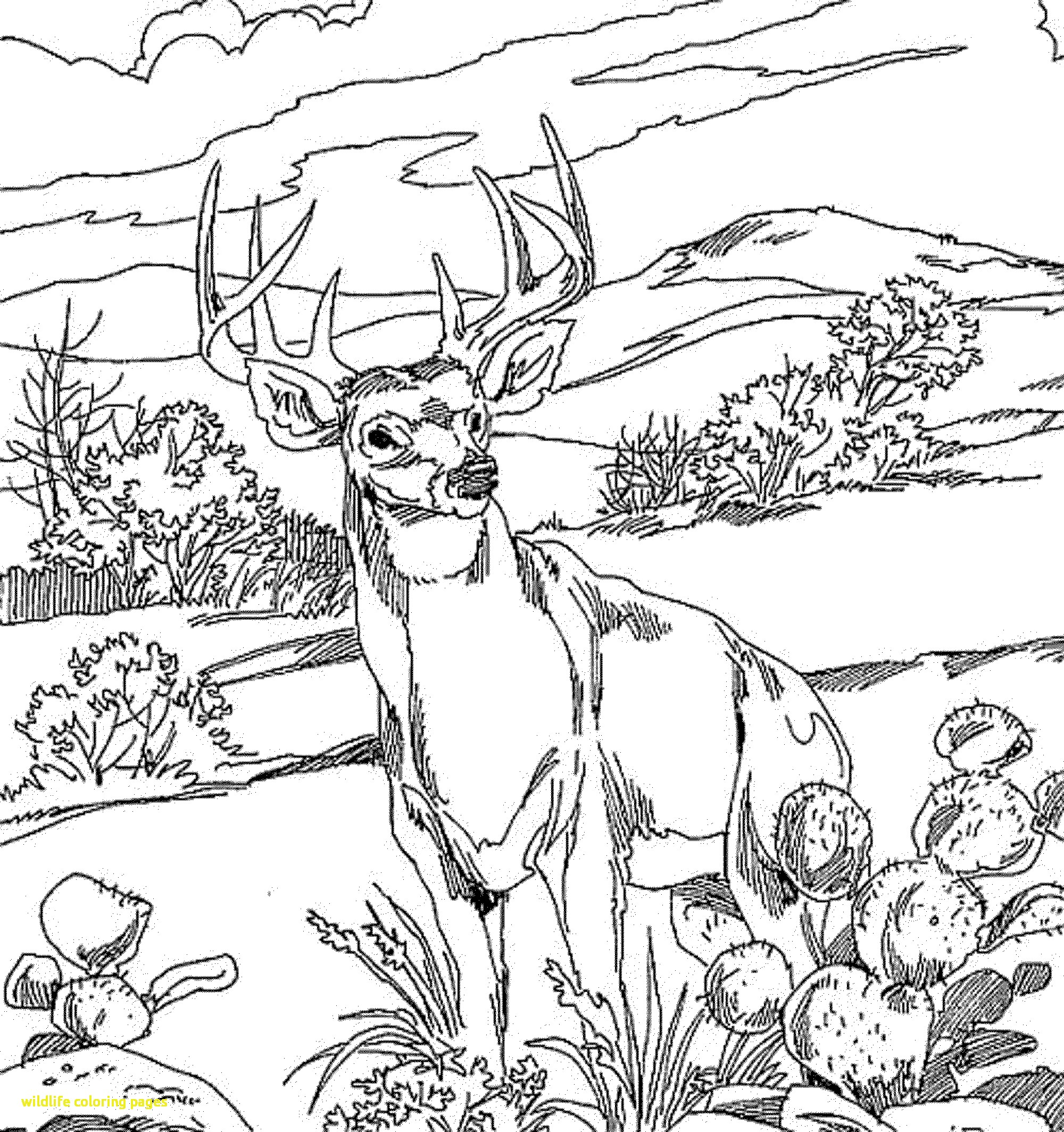 Wildlife Coloring Pages Printable