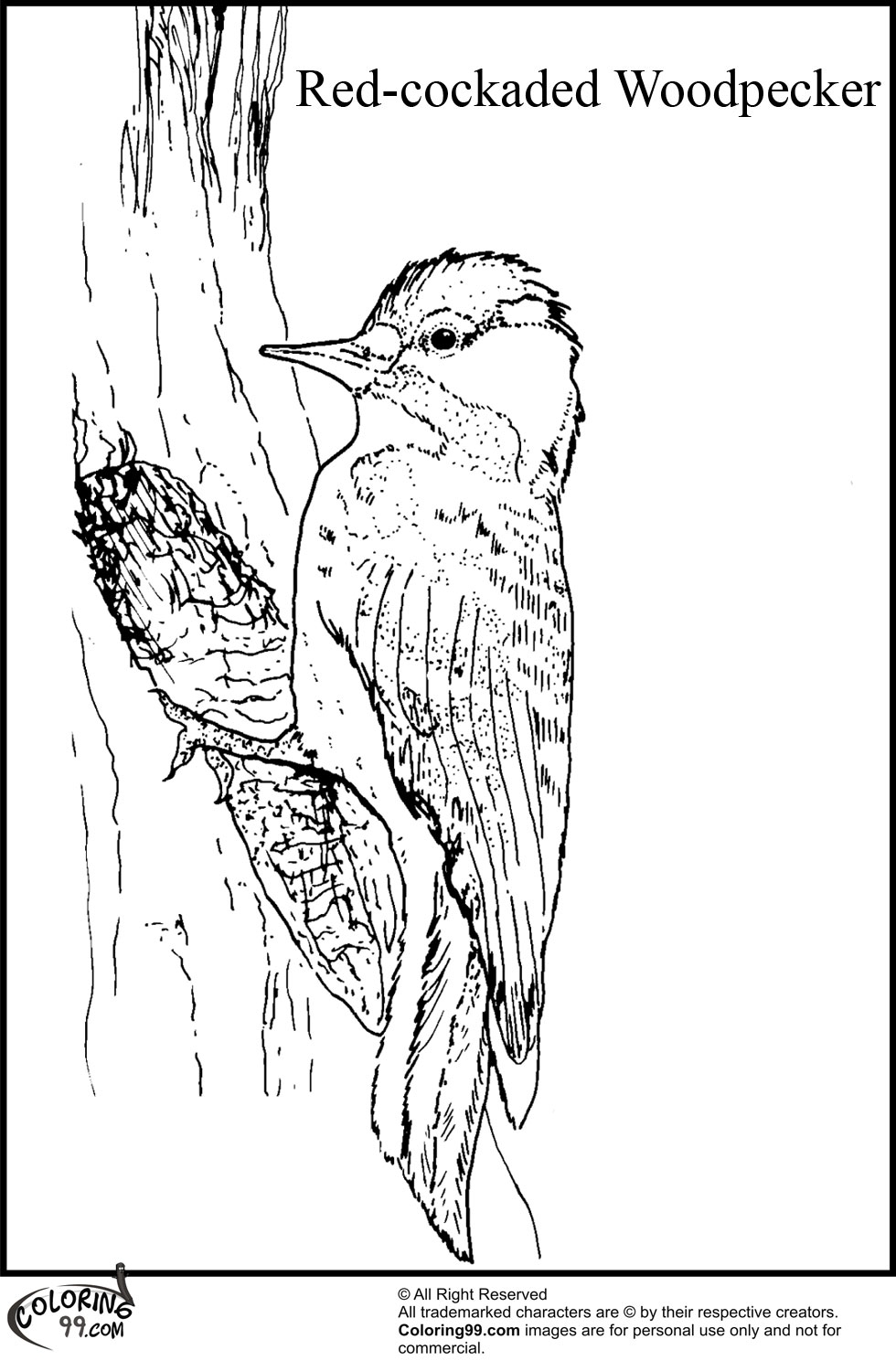 Woodpecker Coloring Pages Team Colors